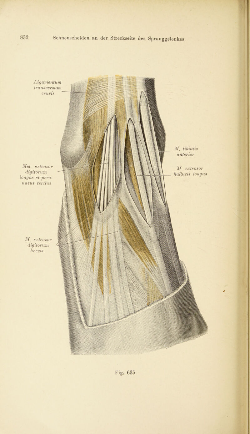 Sehnenscheiden an der Streckseite des Sprunggelenkes Ligamentum transversum cruris Mm. extensor digitorum longus et pero- naeus tertius M. extensor digitorum brevis M. tibialis anterior M. extensor hallucis longus *