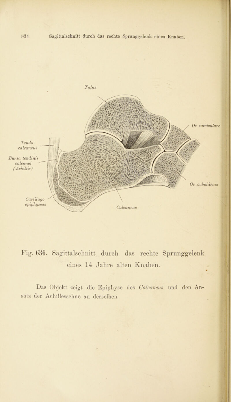 Talus Cartilago ^ epiphyseos Tendo calcaneus Bursa tendinis calcanei (Achillis) Os naviculare Os cuboideum Calcaneus Fig. 636. Sagittalschnitt durch das rechte Sprunggelenk eines 14 Jahre alten Knaben. Das Objekt zeigt die Epiphyse des Calcaneus und den An- satz der Achillessehne an derselben.