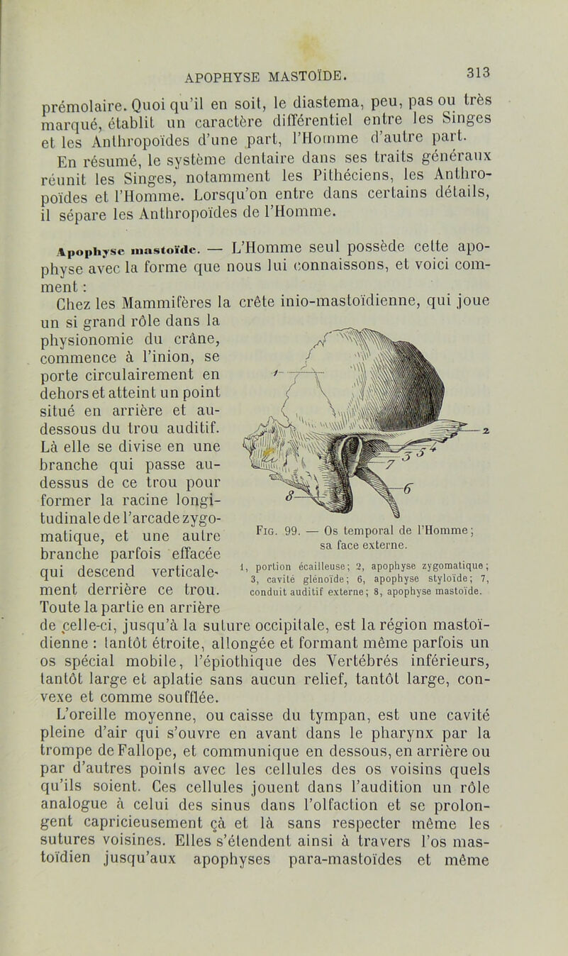 prémolaire. Quoiqu’il en soit, le diastema, peu, pas ou très marqué, établit un caractère différentiel entre les Singes et les Anthropoïdes d’une part, l’Homme d’autre part. En résumé, le système dentaire dans ses traits généraux réunit les Singes,' notamment les Pithéciens, les Anthro- poïdes et l’Homme. Lorsqu’on entre dans certains détails, il sépare les Anthropoïdes de 1 Homme. jipopiiysc mastoïdc. — L Homme seul possède celte apo- physe avec la forme que nous lui connaissons, et voici com- ment : Chez les Mammifères la crête inio-mastoïdienne, qui joue un si grand rôle dans la physionomie du crâne, commence à l’inion, se porte circulairement en dehors et atteint un point situé en arrière et au- dessous du trou auditif. Là elle se divise en une branche qui passe au- dessus de ce trou pour former la racine longi- tudinale de l’arcade zygo- matique, et une autre branche parfois effacée qui descend verticale- ment derrière ce trou. Toute la partie en arrière de celle-ci, jusqu’à la suture occipitale, est la région mastoï- dienne : tantôt étroite, allongée et formant même parfois un os spécial mobile, l’épiothique des Vertébrés inférieurs, tantôt large et aplatie sans aucun relief, tantôt large, con- vexe et comme soufflée. L’oreille moyenne, ou caisse du tympan, est une cavité pleine d’air qui s’ouvre en avant dans le pharynx par la trompe deFallope, et communique en dessous, en arrière ou par d’autres points avec les cellules des os voisins quels qu’ils soient. Ces cellules jouent dans l’audition un rôle analogue à celui des sinus dans l’olfaction et se prolon- gent capricieusement çà et là sans respecter même les sutures voisines. Elles s’étendent ainsi à travers l’os mas- toïdien jusqu’aux apophyses para-mastoïdes et même Fig. 99. — Os temporal de l’Homme; sa face externe. 1, portion écailleuse; 2, apophyse zygomatique; 3, cavité glénoïde; 6, apophyse styloïde; 7, conduit auditif externe; 8, apophyse mastoïde.