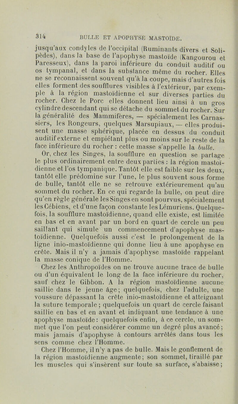 jusqu’aux condyles de l’occipital (Ruminants divers et Soli- pèdes), dans la base de 1 apophyse mastoïde (Kangourou et Paresseux), dans la paroi inférieure du conduit auditif ou os lympanai, et dans la substance même du rocher. Elles ne se reconnaissent souvent qu a la coupe, mais d’autres fois elles forment des soufflures visibles à l’extérieur, par exem- ple à la région mastoïdienne et sur diverses’parties du rocher. Chez le Porc elles donnent lieu ainsi cà un gros cylindre descendant qui se détache du sommet du rocher. Sur la généralité des Mammifères, — spécialement les Carnas- siers, les Rongeurs, quelques Marsupiaux, — elles produi- sent une masse sphérique, placée en dessus du conduit auditif externe et empiétant plus ou moins sur le reste de la face inférieure du rocher : cette masse s’appelle la bulle. Or, chez les Singes, la soufflure en question se partage le plus ordinairement entre deux parties: la région mastoï- dienne et l’os tympanique. Tantôt elle est faible sur les deux, tantôt elle prédomine sur l’une, le plus souvent sous forme de bulle, tantôt elle ne se retrouve extérieurement qu’au sommet du rocher. En ce qui regarde la bulle, on peut dire qu’en règle générale les Singes en sont pourvus, spécialement lesCébiens, et d’une façon constante les Lémuriens. Quelque- fois, la soufflure mastoïdienne, quand elle existe, est limitée en bas et en avant par un bord en quart de cercle un peu saillant qui simule un commencement d’apophyse mas- toïdienne. Quelquefois aussi c’est le prolongement de la ligne inio-mastoïdienne qui donne lieu à une apophyse en crête. Mais il n’y a jamais d’apophyse mastoïde rappelant la masse conique de l’Homme. Chez les Anthropoïdes on ne trouve aucune trace de bulle ou d’un équivalent le long de la face inférieure du rocher, sauf chez le Gibbon. A la région mastoïdienne aucune saillie dans le jeune âge; quelquefois, chez l’adulte, une voussure dépassant la crête inio-mastoïdienne et atteignant la suture temporale; quelquefois un quart de cercle faisant saillie en bas et en avant et indiquant une tendance à une apophyse masloïde: quelquefois enfin, à ce cercle, un som- met que l’on peut considérer comme un degré plus avancé; mais jamais d’apophyse à contours arrêtés dans tous les sens comme chez l’Homme. Chez l’Homme, il n’y a pas de bulle. Mais le gonflement de la région mastoïdienne augmente; son sommet, tiraillé par les muscles qui s’insèrent sur toute sa surface, s’abaisse;