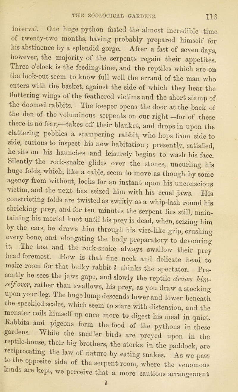 interval. One huge python fasted the almost incredible time of twenty-two months, having probably prej)ared himself for his abstinence by a splendid gorge. After a fast of seven days, however, the majority of the serpents regain their appetites. ±hree o clock is the feeding-time, and the reptiles which are on the look-out seem to know full well the errand of the man who enters with the basket, against the side of which they hear the fluttering wings of the feathered victims and the short stamp of the doomed rabbits. The keeper opens the door at the back of the den of the voluminous serpents on our right —for of these there is no fear, takes off their blanket, and drops in upon the clattering pebbles a scampering rabbit, who hops from side to side, curious to inspect his new habitation ; presently, satisfied, he sits on his haunches and leisurely begins to wash his face.' Silently the rock-snake glides over the stones, uncurling his huge folds, which, like a cable, seem to move as though by some agency from without, looks for an instant upon his unconscious victim, and the next has seized him with his cruel jaws. His constricting folds are twisted as swiftly as a whip-lash round his shrieking prey, and tor ten minutes the serpent lies still, main- taining his mortal knot until his prey is dead, when, seizing him by the ears, he draws him through his vice-like grip, crushing every bone, and elongating the body preparatory to devouring it. ihe boa and the rock-snake always swallow their prey headforemost. How is that fine neck and delicate head to make room for that bulky rabbit ? thinks the spectator. Pre- sently he sees the jaws gape, and slowly the reptile draws him- self over, rather than swallows, his prey, as you draw a stocking upon your leg. The huge lump descends lower and lower beneath the speckled scales, which seem to stare with distension, and the monster coils himself up once more to digest his meal in quiet. Rabbits and pigeons form the food of the pythons in these gardens. While the smaller birds are preyed upon in the reptile-nouse, their big brothers, the storks in the paddock, are reciprocating the law of nature by eating snakes. As we pass ° 16 °PPoslte side of the serpent-room, where the venomous 1TKS aie kePb we perceive that a more cautious arrangement