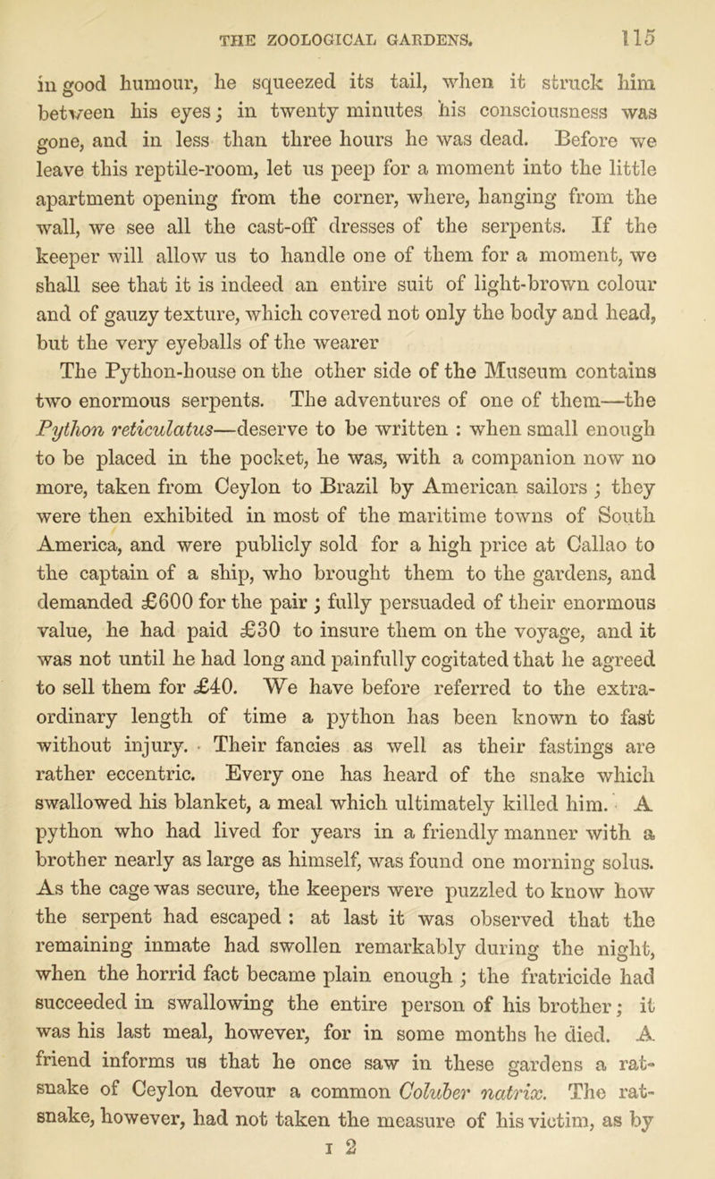 in good humour, he squeezed its tail, when it struck him between his eyes; in twenty minutes his consciousness was gone, and in less than three hours he was dead. Before we leave this reptile-room, let us peep for a moment into the little apartment opening from the corner, where, hanging from the wall, we see all the cast-off dresses of the serpents. If the keeper will allow us to handle one of them for a moment, we shall see that it is indeed an entire suit of light-brown colour and of gauzy texture, which covered not only the body and head, but the very eyeballs of the wearer The Python-house on the other side of the Museum contains two enormous serpents. The adventures of one of them—the Python reticulatus—deserve to be written : when small enough to be placed in the pocket, he was, with a companion now no more, taken from Ceylon to Brazil by American sailors ; they were then exhibited in most of the maritime towns of South America, and were publicly sold for a high price at Callao to the captain of a ship, who brought them to the gardens, and demanded £600 for the pair ; fully persuaded of their enormous value, he had paid £30 to insure them on the voyage, and it was not until he had long and painfully cogitated that he agreed to sell them for £40. We have before referred to the extra- ordinary length of time a python has been known to fast without injury. Their fancies as well as their fastings are rather eccentric. Every one has heard of the snake which swallowed his blanket, a meal which ultimately killed him. A python who had lived for years in a friendly manner with a brother nearly as large as himself, was found one morning solus. As the cage was secure, the keepers were puzzled to know how the serpent had escaped : at last it was observed that the remaining inmate had swollen remarkably during the night, when the horrid fact became plain enough ; the fratricide had succeeded in swallowing the entire person of his brother; it was his last meal, however, for in some months he died. A friend informs us that he once saw in these gardens a rat** snake of Ceylon devour a common Coluber natrix. The rat- snake, however, had not taken the measure of his victim, as by i 2