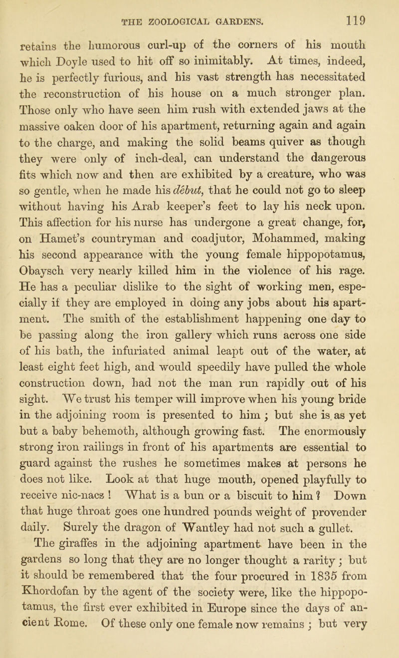 retains the humorous curl-up of the comers of his mouth which Doyle used to hit off so inimitably. At times, indeed, he is perfectly furious, and his vast strength has necessitated the reconstruction of his house on a much stronger plan. Those only who have seen him rush with extended jaws at the massive oaken door of his apartment, returning again and again to the charge, and making the solid beams quiver as though they were only of inch-deal, can understand the dangerous fits which now and then are exhibited by a creature, who was so gentle, when he made his debut, that he could not go to sleep without having his Arab keeper’s feet to lay his neck upon. This affection for his nurse has undergone a great change, for, on Hamet’s countryman and coadjutor, Mohammed, making his second appearance with the young female hippopotamus, Obaysch very nearly killed him in the violence of his rage. He has a peculiar dislike to the sight of working men, espe- cially if they are employed in doing any jobs about his apart- ment. The smith of the establishment happening one day to be passing along the iron gallery which runs across one side of his bath, the infuriated animal leapt out of the water, at least eight feet high, and would speedily have pulled the whole construction down, had not the man run rapidly out of his sight. We trust his temper will improve when his young bride in the adjoining room is presented to him ; but she is as yet but a baby behemoth, although growing fast. The enormously strong iron railings in front of his apartments are essential to guard against the rushes he sometimes makes at persons he does not like. Look at that huge mouth, opened playfully to receive nic-nacs ! What is a bun or a biscuit to him 1 Down that huge throat goes one hundred pounds weight of provender daily. Surely the dragon of Wantley had not such a gullet. The giraffes in the adjoining apartment- have been in the gardens so long that they are no longer thought a rarity; but it should be remembered that the four procured in 1835 from Khordofan by the agent of the society were, like the hippopo- tamus, the first ever exhibited in Europe since the days of an- cient Rome. Of these only one female now remains ; but very