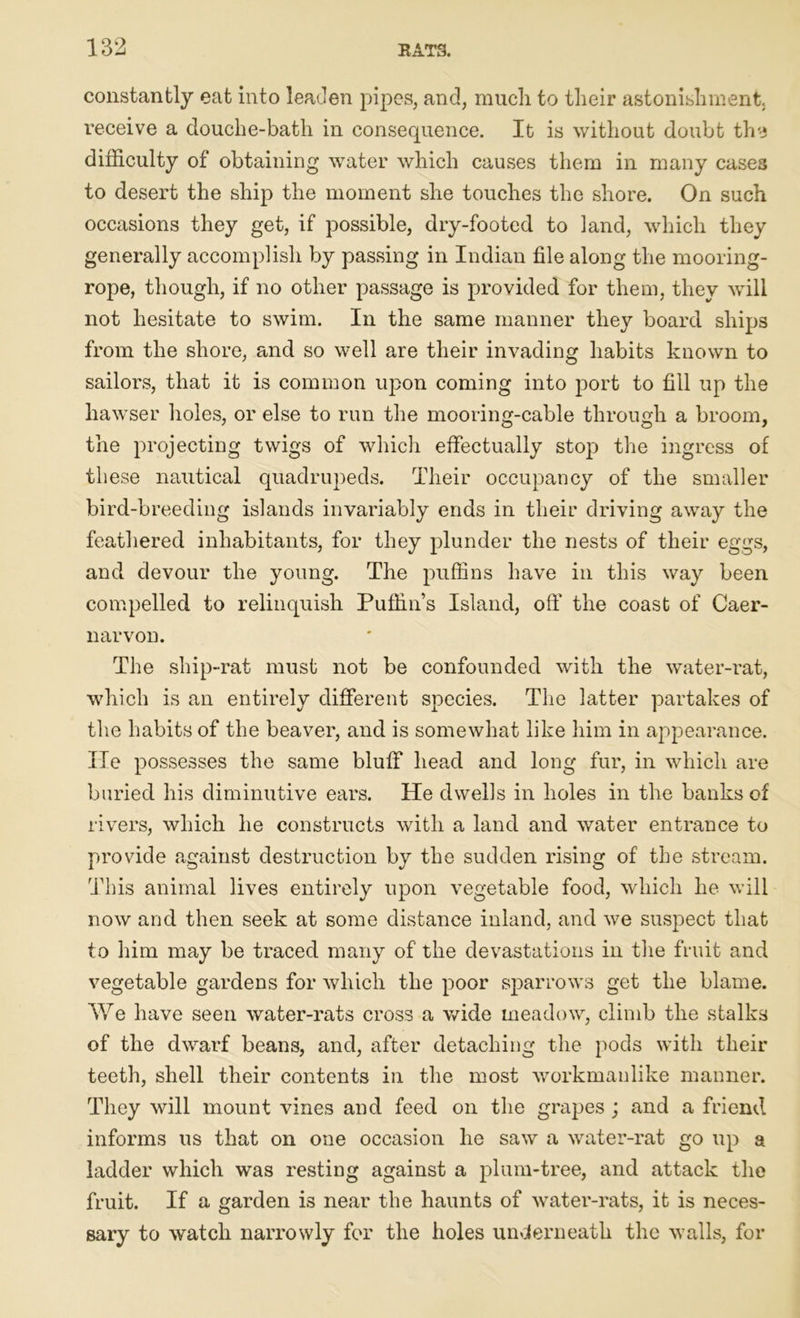 constantly eat into leaden pipes, and, much to their astonishment, receive a douche-bath in consequence. It is without doubt the difficulty of obtaining water which causes them in many cases to desert the ship the moment she touches the shore. On such occasions they get, if possible, dry-footed to land, which they generally accomplish by passing in Indian file along the mooring- rope, though, if no other passage is provided for them, they will not hesitate to swim. In the same manner they board ships from the shore, and so well are their invading habits known to sailors, that it is common upon coming into port to fill up the hawser holes, or else to run the mooring-cable through a broom, the projecting twigs of which effectually stop the ingress of these nautical quadrupeds. Their occupancy of the smaller bird-breeding islands invariably ends in their driving away the feathered inhabitants, for they plunder the nests of their eggs, and devour the young. The puffins have in this way been compelled to relinquish Puffins Island, off the coast of Caer- narvon. The ship-rat must not be confounded with the water-rat, which is an entirely different species. The latter partakes of the habits of the beaver, and is somewhat like him in appearance. He possesses the same bluff head and long fur, in which are buried his diminutive ears. He dwells in holes in the banks of rivers, which he constructs with a land and water entrance to provide against destruction by the sudden rising of the stream. This animal lives entirely upon vegetable food, which he will now and then seek at some distance inland, and we suspect that to him may be traced many of the devastations in the fruit and vegetable gardens for which the poor sparrows get the blame. We have seen water-rats cross a wide meadow, climb the stalks of the dwarf beans, and, after detaching the pods with their teeth, shell their contents in the most workmanlike manner. They will mount vines and feed on the grapes; and a friend informs us that on one occasion he saw a water-rat go up a ladder which was resting against a plum-tree, and attack the fruit. If a garden is near the haunts of water-rats, it is neces- sary to watch narrowly for the holes underneath the walls, for