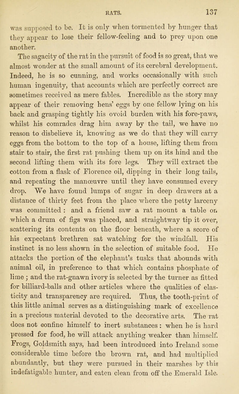 was supposed to be. It is only when tormented by hunger that they appear to lose their fellow-feeling and to prey upon one another. The sagacity of the rat in the pursuit of food is so great, that we almost wonder at the small amount of its cerebral development. Indeed, he is so cunning, and works occasionally with such human ingenuity, that accounts which are perfectly correct are sometimes received as mere fables. Incredible as the story may appear of their removing hens’ eggs by one fellow lying on his back and grasping tightly his ovoid burden with his fore-paws, whilst his comrades drag him away by the tail, we have no reason to disbelieve it, knowing as we do that they will carry eggs from the bottom to the top of a house, lifting them from stair to stair, the first rat pushing them up on its hind and the second lifting them with its fore legs. They will extract the cotton from a flask of Florence oil, dipping in their long tails, and repeating the manoeuvre until they have consumed every drop. We have found lumps of sugar in deep drawers at a distance of thirty feet from the place where the petty larceny was committed : and a friend saw a rat mount a table on which a drum of figs was placed, and straightway tip it over, scattering its contents on the floor beneath, where a score of his expectant brethren sat watching for the windfall. His instinct is no less shown in the selection of suitable food. Fie attacks the portion of the elephant’s tusks that abounds with animal oil, in preference to that which contains phosphate of lime ; and the rat-gnawn ivory is selected by the turner as fitted for billiard-balls and other articles where the qualities of elas- ticity and transparency are required. Thus, the tooth-print of this little animal serves as a distinguishing mark of excellence in a precious material devoted to the decorative arts. The rat does not confine himself to inert substances : when he is hard pressed for food, he will attack anything weaker than himself. Frogs, Goldsmith says, had been introduced into Ireland some considerable time before the brown rat, and had multiplied abundantly, but they were pursued in their marshes by this indefatigable hunter, and eaten clean from off the Emerald Isle,