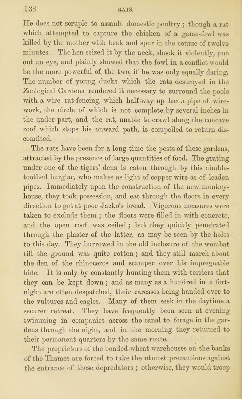 He does not scruple to assault domestic poultry; though a rat which attempted to capture the chicken of a game-fowl was killed by the mother with beak and spur in the course of twelve minutes. The hen seized it by the neck, shook it violently, put out an eye, and plainly showed that the fowl in a conflict would be the more powerful of the two, if he was only equally daring. The number of young ducks which the rats destroyed in the Zoological Gardens rendered it necessary to surround the pools with a wire rat-fencing, which half-way up has a pipe of wire- work, the circle of which is not complete by several inches in the under part, and the rat, unable to crawl along the concave roof which stops his onward path, is compelled to return dis- comfited. The rats have been for a long time the pests of these gardens, attracted by the presence of large quantities of food. The grating under one of the tigers’ dens is eaten through by this nimble- tootlied burglar, who makes as light of copper wire as of leaden pipes. Immediately upon the construction of the new monkey- house, they took possession, and eat through the floors in every direction to get at poor Jacko’s bread. Vigorous measures were taken to exclude them ; the floors were filled in with concrete, and the open roof was ceiled ; but they quickly penetrated through the plaster of the latter, as may be seen by the holes to this day. They burrowed in the old inclosure of the wombat till the ground was quite rotten; and they still march about the den of the rhinoceros and scamper over his impregnable hide. It is only by constantly hunting them with terriers that they can be kept down; and as many as a hundred in a fort- night are often despatched, their carcases being handed over to the vultures and eagles. Many of them seek in the daytime a securer retreat. They have frequently been seen at evening swimming in companies across the canal to forage in the gar- dens through the night, and in the morning they returned to their permanent quarters by the same route. The proprietors of the bonded-wheat warehouses on the banks of the Thames are forced to take the utmost precautions against the entrance of these depredators ; otherwise, they would troop