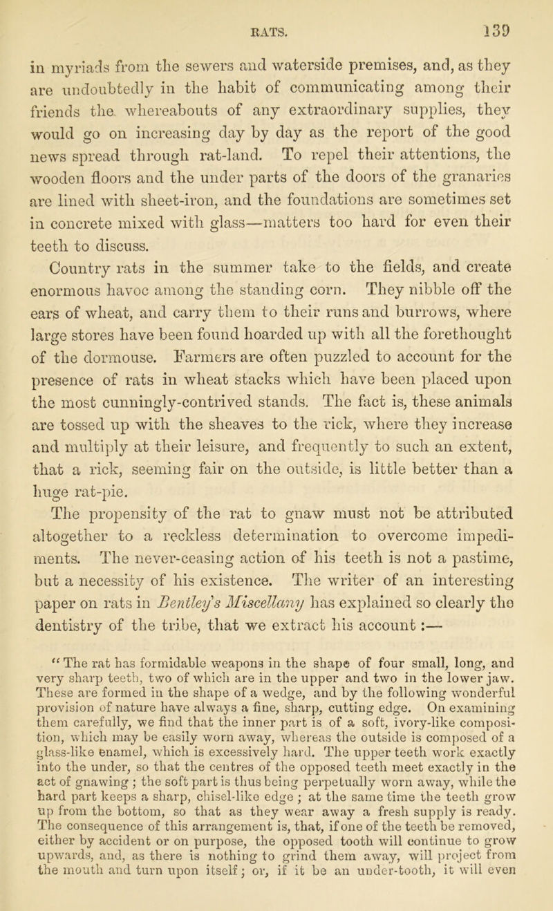 in myriads from the sewers and waterside premises, and, as they are undoubtedly in the habit of communicating among their friends the. whereabouts of any extraordinary supplies, they would go on increasing day by day as the report of the good news spread through rat-land. To repel their attentions, the wooden floors and the under parts of the doors of the granaries are lined with sheet-iron, and the foundations are sometimes set in concrete mixed with glass—matters too hard for even their teeth to discuss. Country rats in the summer take to the fields, and create enormous havoc among the standing corn. They nibble off the ears of wheat, and carry them to their runs and burrows, where large stores have been found hoarded up with all the forethought of the dormouse. Farmers are often puzzled to account for the presence of rats in wheat stacks which have been placed upon the most cunningly-contrived stands. The fact is, these animals are tossed up with the sheaves to the rick, where they increase and multiply at their leisure, and frequently to such an extent, that a rick, seeming fair on the outside, is little better than a huge rat-pie. The propensity of the rat to gnaw must not be attributed altogether to a reckless determination to overcome impedi- ments. The never-ceasing action of his teeth is not a pastime, but a necessity of his existence. The writer of an interesting paper on rats in Bentley s Miscellany has explained so clearly the dentistry of the tribe, that we extract his account:— “ The rat has formidable weapons in the shape of four small, long, and very sharp teeth, two of which are in the upper and two in the lower jaw. These are formed in the shape of a wedge, and by the following wonderful provision of nature have always a fine, sharp, cutting edge. On examining them carefully, we find that the inner part is of a soft, ivory-like composi- tion, which may be easily worn away, whereas the outside is composed of a glass-like enamel, which is excessively hard. The upper teeth work exactly into the under, so that the centres of the opposed teeth meet exactly in the act of gnawing ; the soft part is thus being perpetually worn away, while the hard part keeps a sharp, chisel-like edge ; at the same time the teeth grow up from the bottom, so that as they wear away a fresh supply is ready. The consequence of this arrangement is, that, if one of the teeth be removed, either by accident or on purpose, the opposed tooth will continue to grow upwards, and, as there is nothing to grind them away, will project from the mouth and turn upon itself; or, if it be an under-tooth, it will even