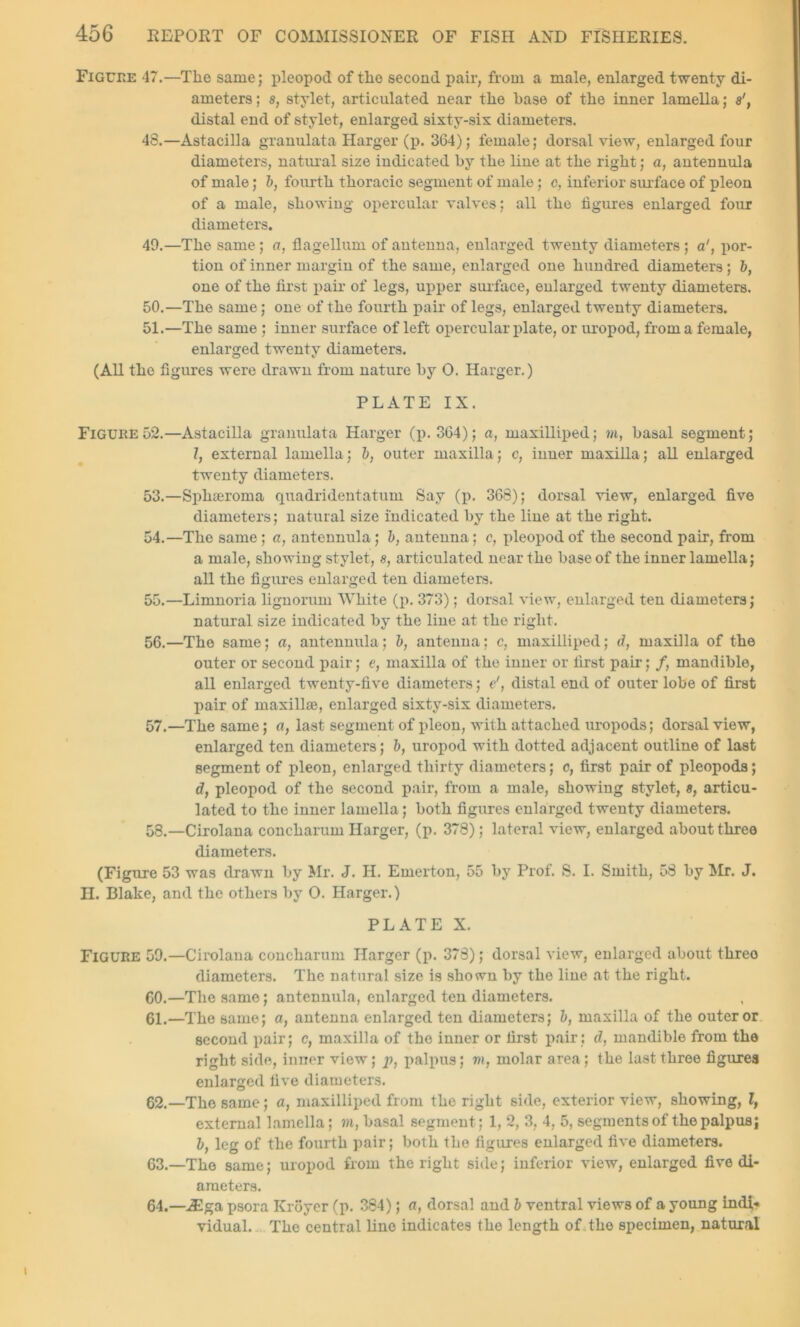 Figure 47.—The same; pleopod of the second pair, from a male, enlarged twenty di- ameters ; s, stylet, articulated near the base of the inner lamella; s', distal end of stylet, enlarged sixty-six diameters. 48. —Astacilla granulata Harger (p. 364); female; dorsal view, enlarged four diameters, natural size indicated by the line at the right; a, autennula of male; b, fourth thoracic segment of male; e, inferior surface of pleon of a male, showing opercular valves; all the figures enlarged four diameters. 49. —The same; a, flagellum of antenna, enlarged twenty diameters ; a1, por- tion of inner margin of the same, enlarged one hundred diameters; b, one of the first pair of legs, upper surface, enlarged twenty diameters. 50. —The same; one of the fourth pair of legs, enlarged twenty diameters. 51. —The same ; inner surface of left opercular plate, or uropod, from a female, enlarged twenty diameters. (All the figures were drawn from nature by 0. Harger.) PLATE IX. Figure 52.—Astacilla granulata Harger (p. 364); a, maxilliped; m, basal segment; 1, external lamella; b, outer maxilla; c, inner maxilla; all enlarged twenty diameters. 53. —Spliseroma quadridentatum Say (p. 368); dorsal view, enlarged five diameters; natural size indicated by the line at the right. 54. —The same; a, antennula; b, antenna; c, pleopod of the second pair, from a male, showing stylet, 8, articulated near the base of the inner lamella; all the figures enlarged ten diameters. 55. —Limnoria lignorum White (p. 373); dorsal view, enlarged ten diameters; natural size indicated by the line at the right. 56. —The same; a, antennula; b, antenna; c, maxilliped; d, maxilla of the outer or second pair; e, maxilla of the iuner or first pair; /, mandible, all enlarged twenty-five diameters; e', distal end of outer lobe of first pair of maxillse, enlarged sixty-six diameters. 57. —The same; a, last segment of pleon, with attached uropods; dorsal view, enlarged ten diameters; b, uropod with dotted adjacent outline of last segment of pleon, enlarged thirty diameters; c, first pair of pleopods; d, pleopod of the second pair, from a male, showing stylet, «, articu- lated to the inner lamella ; both figures enlarged twenty diameters. 58. —Cirolana concharum Harger, (p. 378); lateral view, enlarged about three diameters. (Figure 53 was drawn by Mr. J. H. Emerton, 55 by Prof. S. I. Smith, 58 by Mr. J. H. Blake, and the others by 0. Harger.) PLATE X. Figure 59.—Cirolana concharum Harger (p. 378); dorsal view, enlarged about three diameters. The natural size is shown by the line at the right. 60. —The same; antennula, enlarged ten diameters. 61. —The same; a, antenna enlarged ten diameters; b, maxilla of the outer or second pair; c, maxilla of the inner or first pair ; d, mandible from the right side, inner view; p, palpus; m, molar area ; the last three figures enlarged five diameters. 62. —The same; a, maxilliped from the right side, exterior view, showing, I, external lamella; m, basal segment; 1, 2, 3, 4, 5, segments of the palpus; b, leg of the fourth pair; both the figures enlarged five diameters. 63. —The same; uropod from the right side; inferior view, enlarged five di- ameters. 64. —^ga psora Kroyer (p. 384); a, dorsal and b ventral views of a young indi-. vidual. The central lino indicates the length of the specimen, natural