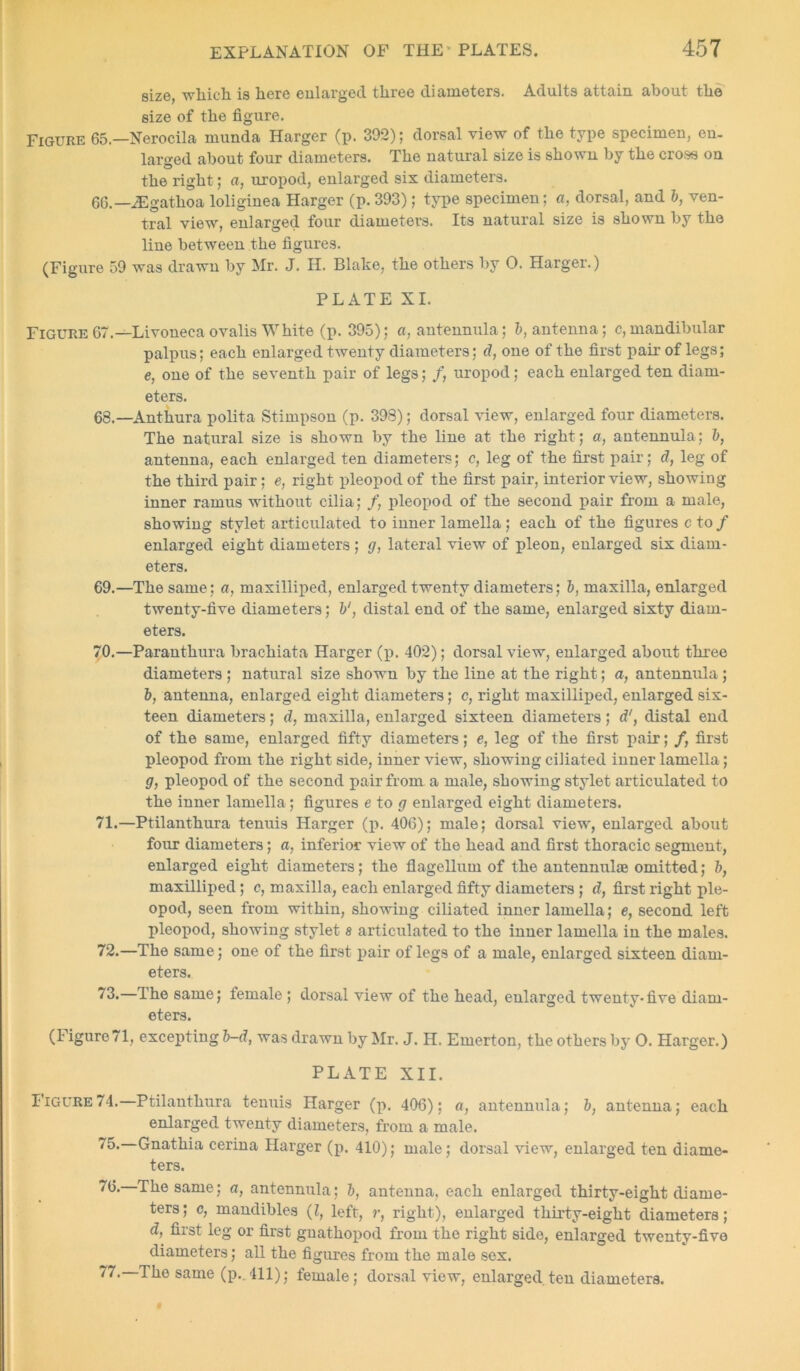 size, which is here enlarged three diameters. Adults attain about the size of the figure. Figure 65.—Nerocila munda Harger (p. 392); dorsal view of the type specimen, en- larged about four diameters. The natural size is shown by the cross on the right; a, uropod, enlarged six diameters. 66.—iEgatlioa loliginea Harger (p. 393); type specimen; a, dorsal, and b, ven- tral view, enlarged four diameters. Its natural size is shown by the line between the figures. (Figure 59 was drawn by Mr. J. H. Blake, the others by 0. Harger.) PLATE XI. Figure 67.—Livoneca ovalis White (p. 395); a, antennula; b, antenna; c,mandibular palpus; each enlarged twenty diameters; d, one of the first pair of legs; e, one of the seventh pair of legs; /, uropod; each enlarged ten diam- eters. 68. —Anthura polita Stimpson (p. 398); dorsal view, enlarged four diameters. The natural size is shown by the line at the right; a, antennula; b, antenna, each enlarged ten diameters; c, leg of the first pair; d, leg of the third pair; e, right pleopod of the first pair, interior view, showing inner ramus without cilia; /, pleopod of the second pair from a male, showing stylet articulated to inner lamella; each of the figures c to / enlarged eight diameters ; g, lateral view of pleon, enlarged six diam- eters. 69. —The same; a, maxilliped, enlarged twenty diameters; b, maxilla, enlarged twenty-five diameters; b‘, distal end of the same, enlarged sixty diam- eters. 70. —Paranthura brachiata Harger (p. 402); dorsal view, enlarged about three diameters ; natural size shown by the line at the right; a, antennula; b, antenna, enlarged eight diameters; c, right maxilliped, enlarged six- teen diameters; d, maxilla, enlarged sixteen diameters ; d', distal end of the same, enlarged fifty diameters; e, leg of the first pair; /, first pleopod from the right side, inner view, showing ciliated inner lamella; g, pleopod of the second pair from a male, showing stylet articulated to the inner lamella ; figures e to g enlarged eight diameters. 71. —Ptilanthura tenuis Harger (p. 406); male; dorsal view, enlarged about four diameters; a, inferior view of the head and first thoracic segment, enlarged eight diameters; the flagellum of the antennul® omitted; b, maxilliped; c, maxilla, each enlarged fifty diameters ; d, first right ple- opod, seen from within, showing ciliated inner lamella; e, second left pleopod, showing stylet s articulated to the inner lamella in the males. 72. —The same; one of the first pair of legs of a male, enlarged sixteen diam- eters. 73. —The same; female ; dorsal view of the head, enlarged twenty-five diam- eters. (Figure71, excepting b-d, was drawn by Mr. J. H. Emerton, the others by 0. Harger.) PLATE XII. Iigure74. Ptilanthura tenuis Harger (p. 406); a, antennula; b, antenna; each enlarged twenty diameters, from a male. 75- Gnatliia cerina Harger (p. 410); male; dorsal view, enlarged ten diame- ters. The same; a, antennula; b, antenna, each enlarged thirty-eight diame- ters; c, mandibles (l, left, r, right), enlarged thirty-eight diameters; d, first leg or first gnathopod from the right side, enlarged twenty-five diameters; all the figures from the male sex. 77.—The same (p..411); female; dorsal view, enlarged ten diameters.