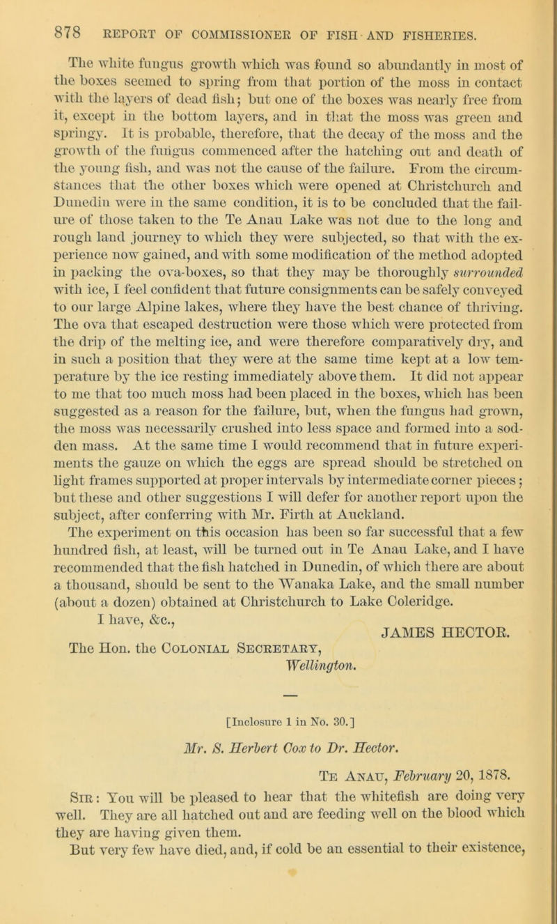 The white fungus growth which was found so abundantly in most of the boxes seemed to spring from that portion of the moss in contact with the layers of dead fish; but one of the boxes was nearly free from it, except in the bottom layers, and in that the moss was green and springy. It is probable, therefore, that the decay of the moss and the growth of the fungus commenced after the hatching out and death of the young fish, and was not the cause of the failure. From the circum- stances that the other boxes which were opened at Christchurch and Dunedin were in the same condition, it is to be concluded that the fail- ure of those taken to the Te Anau Lake was not due to the long and rough land journey to which they were subjected, so that with the ex- perience now gained, and with some modification of the method adopted in packing the ova-boxes, so that they may be thoroughly surrounded with ice, I feel confident that future consignments can be safely conveyed to our large Alpine lakes, where they have the best chance of thriving. The ova that escaped destruction were those which were protected from the drip of the melting ice, and were therefore comparatively dry, and in such a position that they were at the same time kept at a low tem- perature by the ice resting immediately above them. It did not appear to me that too much moss had been placed in the boxes, which has been suggested as a reason for the failure, but, when the fungus had grown, the moss was necessarily crushed into less space and formed into a sod- den mass. At the same time I would recommend that in future experi- ments the gauze on which the eggs are spread should be stretched on light frames supported at proper intervals by intermediate corner pieces j but these and other suggestions I will defer for another report upon the subject, after conferring with Mr. Firth at Auckland. The experiment on this occasion has been so far successful that a few hundred fish, at least, will be turned out in Te Anau Lake, and I have recommended that the fish hatched in Dunedin, of which there are about a thousand, should be sent to the Wanaka Lake, and the small number (about a dozen) obtained at Christchurch to Lake Coleridge. I have, &c., JAMES HECTOR. The Hon. the Colonial Secretary, Wellington. [Inclosure 1 in No. 30.] Mr. 8. Herbert Cox to Dr. Hector. Te Anau, February 20, 1878. Sir : You will be pleased to hear that the whitefish are doing very well. They are all hatched out and are feeding well on the blood which they are having given them. But very few have died, and, if cold be an essential to their existence,