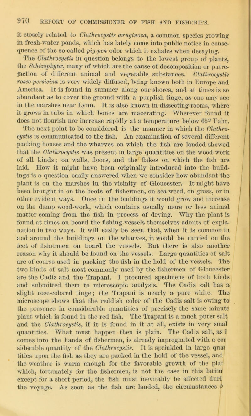 it closely related to Clathrocystis ceruginosa, a common species growing in fresli-water ponds, which has lately come into public notice in conse- quence of the so-called pig-pen odor which it exhales when decaying. The Clathrocystis in question belongs to the lowest group of plants, the Schizophytce, many of which are the cause of decomposition or putre- faction of different animal and vegetable substances. Clathrocystis roseo-persicina is very widely diffused, being known both in Europe and America. It is found in summer along our shores, and at times is so abundant as to cover the ground with a purplish tinge, as one may see in the marshes near Lynn. It is also known in dissecting-rooms, where it grows in tubs in which bones are macerating. Wherever found it does not flourish nor increase rapidly at a temperature below 65° Falir. The next point to be considered is the manner in which the Clathro- cystis is communicated to the fish. An examination of several different packing-houses and the wharves on which the fish are landed showed that the Clathrocystis was present in large quantities on the wood-work of all kinds; on walls, floors, and the flakes on which the fish are laid. How it might have been originally introduced into the build- ings is a question easily answered when we consider how abundant the plant is on the marshes in the vicinity of Gloucester. It might have been brought in on the boots of fishermen, on sea-weed, on grass, or in other evident ways. Once in the buildings it would grow and increase on the damp wood-work, which contains usually more or less animal matter coming from the fish in process of drying. Why the plant is found at times on board the fishing-vessels themselves admits of expla- nation in two ways. It will easily be seen that, when it is common in and around the buildings on the wharves, it would be carried on the feet of fishermen on board the vessels. But there is also another reason why it should be found on the vessels. Large quantities of salt are of course used in packing the fish in the hold of the vessels. The two kinds of salt most commonly used by the fishermen of Gloucester are the Cadiz and the Trapani. I procured specimens of both kinds and submitted them to microscopic analysis. The Cadiz salt has a slight rose-colored tinge; the Trapani is nearly a pure white. The microscope shows that the reddish color of the Cadiz salt is owing to the presence in considerable quantities of precisely the same minute plant which is found in the red fish. The Trapani is a much purer salt and the Clathrocystis, if it is found in it at all, exists in very smal quantities. What must happen then is plain. The Cadiz salt, as i comes into the hands of fishermen, is already impregnated with a cot siderable quantity of the Clathrocystis. It is sprinkled in large qua] tities upon the fish as the3r are packed in the hold of the vessel, and the weather is warm enough for the favorable growth of the plat which, fortunately for the fishermen, is not the case in this latitu except for a short period, the fish must inevitably be affected durij the voyage. As soon as the fish are landed, the circumstances £