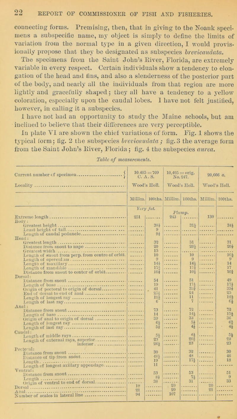 connecting forms. Premising, then, that in giving to the Noank speci- mens a subspecific name, my object is simply to define the limits of variation from the normal type in a given direction, I would provis- ionally propose that they be designated as subspecies brevicaudata. The specimens from the Saint John’s River, Florida, are extremely variable in every respect. Certain individuals show a tendenc3T to elon- gation of the head ami fins, and also a slenderness of the posterior part of the body, and nearly all the individuals from that region are more lightly and gracefully shaped; they all have a tendency to a yellow coloration, especially upon the caudal lobes. 1 have not felt justified, however, in calling it a subspecies. 1 have not had an opportunity to study the Maine schools, but am inclined to believe that their differences are very perceptible. In plate VI are shown the chief variations of form. Fig. 1 shows the typical form; fig. 2 the subspecies brevicaudata; fig.3 the average form from the Saint John’s liiver, Florida; fig. 4 the subspecies aurea. Table of measurements. Current number cf specimen Locality Extreme length Body: Greatest height Least height of tail Length of caudal peduncle Head: Greatest length Distance Irom snout to nape Greatest width - Length of snout from perp. from centre of orbit. Length of operculum Length of maxillary Length of mandible Distance from snout to center of orbit Dorsal: Distance from snout Length of base Origin of pectoral to origin of dorsal End of dorsal to end of anal Length of longest ray Length of last ray... Anal: Distance from snout Length of base Origin of anal to origin of dorsal Length of longest ray Length of last ray Caudal: Length of middle rays Length of external rays, superior interior 10,405 =709 10,405 = orig. C. A. S. Ho. 247. Wood’s Holl. Wood’s Holl. Millim.j lOOths. Hillim. lOOths. Very Jut. 251 Plump. 243 381 9 91 32 20 15 10 9 141 i'd 101 31 20} 10 9 14} id 10} 54 19 41 25} 12} G 73 14 39 6} 51 51 17} 33} 24 11 7 72 14} 33 5} 4} 20} 4} 20} . 23 20,606 a. Wood’s Holl. Hillim. lOOths. 130 34} 31 201 10} 9 14 17 10} 49 17} 351 25 12} 0} 72 4} 5} 20 23 Pectoral: Distance from snout Distance of tip from snout Length Length of longest axillary appendage Ventral: Distance from snout Length Origin of ventral to end of dorsal Dorsal Anal Humber of scales in lateral line 18 21 94 30 48} 19 11 32 30 48 17} 46 18 53 81 38 20 20 107 53 U 31 51 9 33 20 21