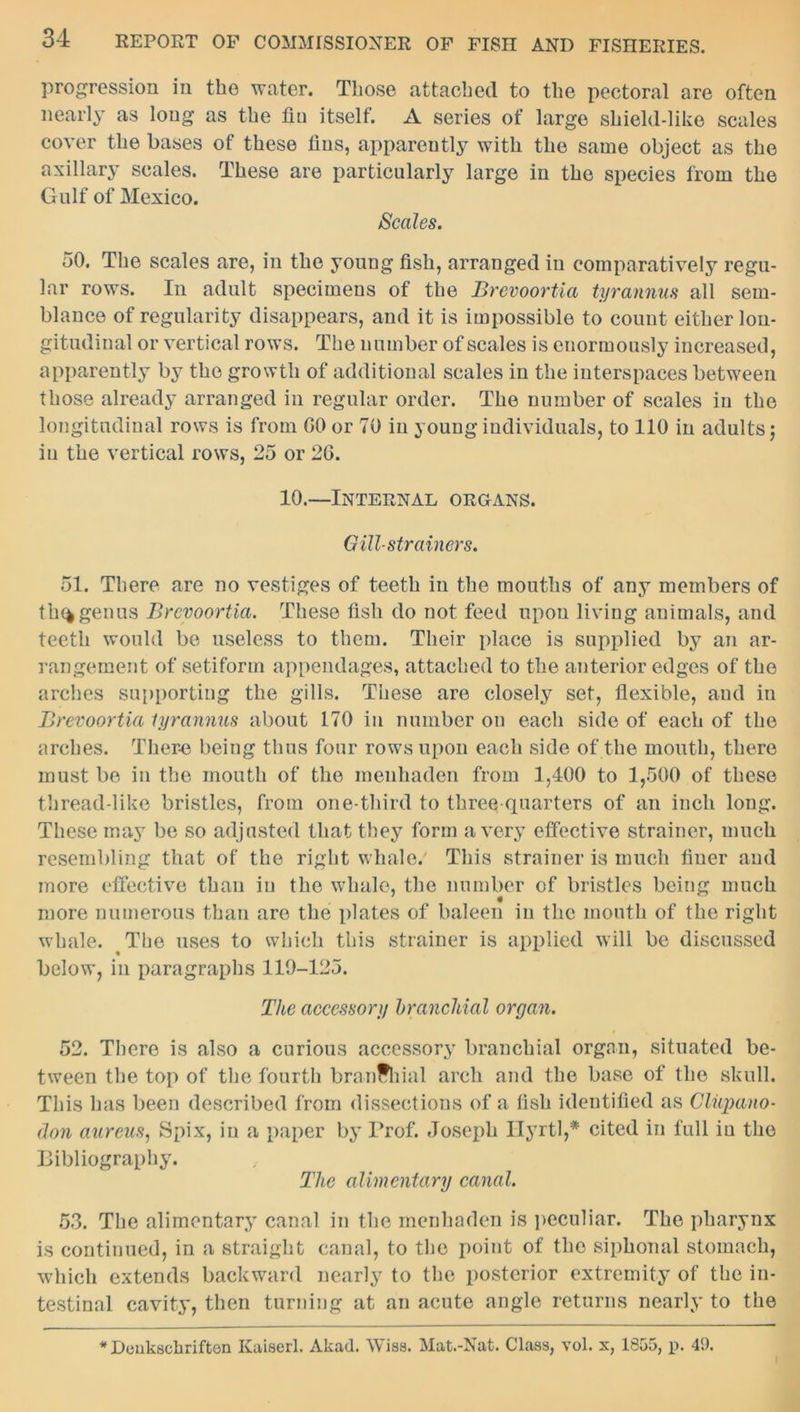 progression in the water. Those attached to the pectoral are often nearly as long as the fin itself. A series of largo shield-like scales cover the bases of these fins, apparently with the same object as the axillary scales. These are particularly large in the species from the Gulf of Mexico. Scales. 50. The scales are, in the young fish, arranged in comparatively regu- lar rows. In adult specimens of the Brevoortia tyrannies all sem- blance of regularity disappears, and it is impossible to count either lon- gitudinal or vertical rows. The number of scales is enormously increased, apparently by the growth of additional scales in the interspaces between those already arranged in regular order. The number of scales in the longitudinal rows is from GO or 70 in young individuals, to 110 in adults; in the vertical rows, 25 or 2G. 10.—Internal organs. Gill-strainers. 51. There are no vestiges of teeth in the mouths of any members of th(*genus Brevoortia. These fish do not feed upon living animals, and teeth would be useless to them. Their place is supplied by an ar- rangement of setiform appendages, attached to the anterior edges of the arches supporting the gills. These are closely set, flexible, and in Brevoortia tyrannies about 170 in number on each side of each of the arches. There being thus four rows upon each side of the mouth, there must be in the mouth of the menhaden from 1,400 to 1,500 of these thread-like bristles, from one-third to three-quarters of an inch long. These may be so adjusted that they form a very effective strainer, much resembling that of the right whale. This strainer is much finer and more effective than in the whale, the number of bristles being much more numerous than are the plates of baleen in the month of the right whale. The uses to which this strainer is applied will be discussed below, in paragraphs 119-125. The accessory branchial organ. 52. There is also a curious accessory branchial organ, situated be- tween the top of the fourth branchial arch and the base of the skull. This has been described from dissections of a fish identified as Cliipano- don aureus, Spix, in a paper by Prof. Joseph Hyrtl,* cited in full in the Bibliography. The alimentary canal. 53. The alimentary canal in the menhaden is peculiar. The pharynx is continued, in a straight canal, to the point of the siphonal stomach, which extends backward nearly to the posterior extremity of the in- testinal cavity, then turning at an acute angle returns nearly to the * Deukscliriften Kaiserl. Akad. Wiss. Mat.-Nat. Class, vol. x, 1855, p. 49.