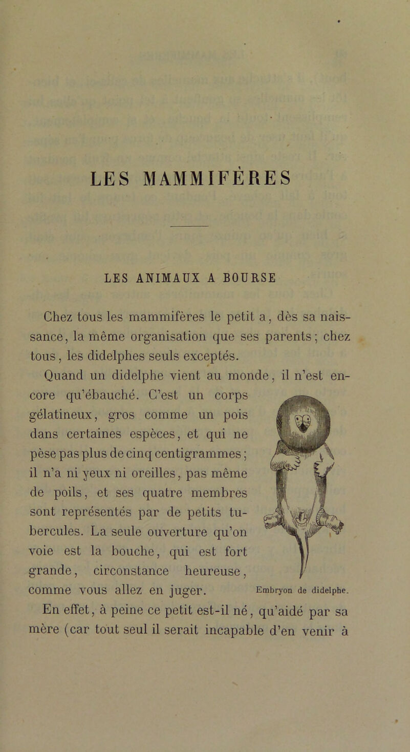 LES MAMMIFÈRES LES ANIMAUX A BOURSE Chez tous les mammifères le petit a, dès sa nais- sance, la même organisation que ses parents; chez tous, les didelphes seuls exceptés. Quand un didelphe vient au monde, il n’est en- core qu’ébauché. C’est un corps gélatineux, gros comme un pois dans certaines espèces, et qui ne pèse pas plus de cinq centigrammes ; il n’a ni yeux ni oreilles, pas même de poils, et ses quatre membres sont représentés par de petits tu- bercules. La seule ouverture qu’on voie est la bouche, qui est fort grande, circonstance heureuse, comme vous allez en juger. En effet, à peine ce petit est-il né, qu’aidé par sa mère (car tout seul il serait incapable d’en venir à