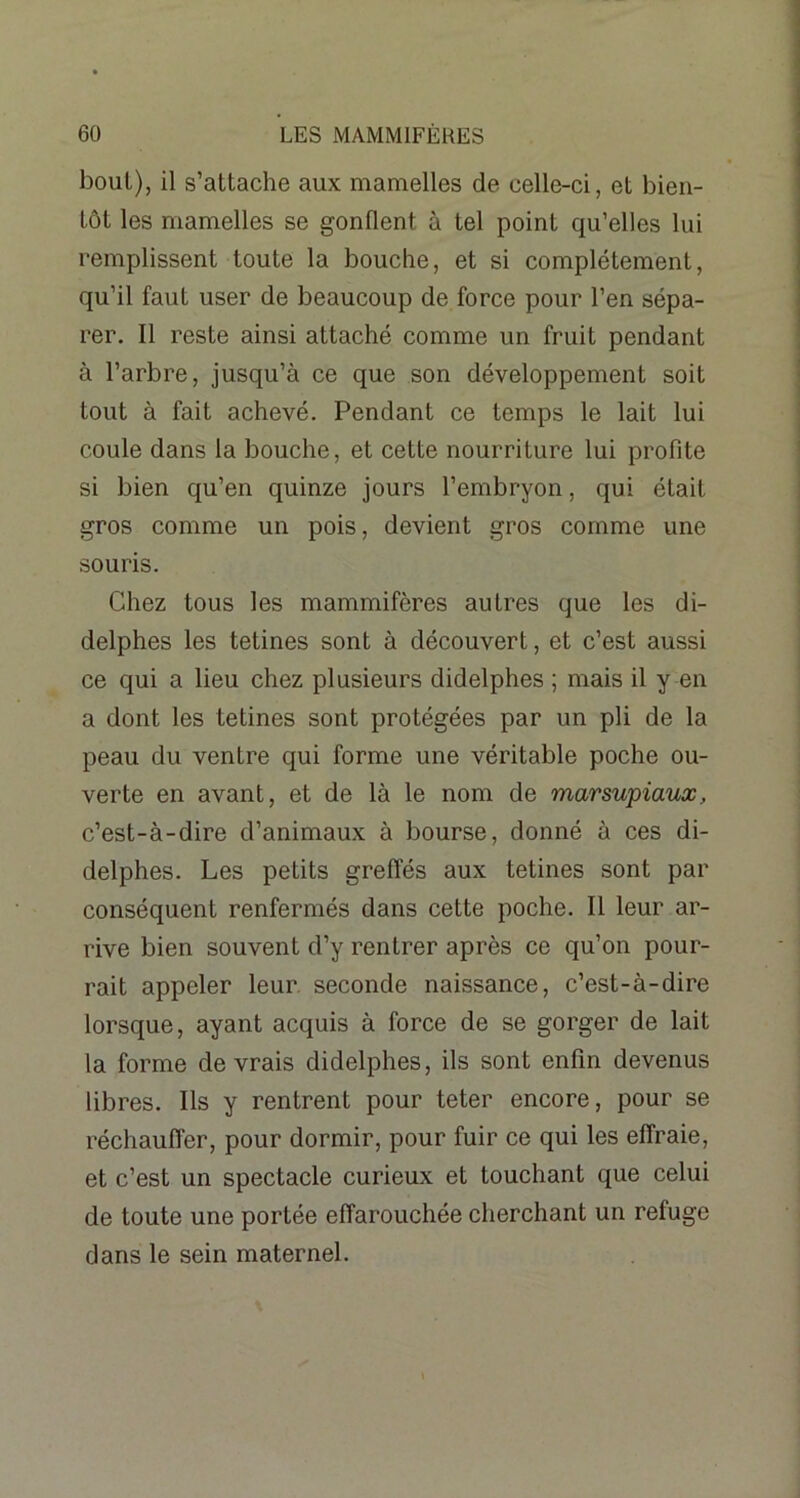 bout), il s’attache aux mamelles de celle-ci, et bien- tôt les mamelles se gonflent à tel point qu’elles lui remplissent toute la bouche, et si complètement, qu’il faut user de beaucoup de force pour l’en sépa- rer. Il reste ainsi attaché comme un fruit pendant à l’arbre, jusqu’à ce que son développement soit tout à fait achevé. Pendant ce temps le lait lui coule dans la bouche, et cette nourriture lui profite si bien qu’en quinze jours l’embryon, qui était gros comme un pois, devient gros comme une souris. Chez tous les mammifères autres que les di- delphes les tetines sont à découvert, et c’est aussi ce qui a lieu chez plusieurs didelphes ; mais il y en a dont les tetines sont protégées par un pli de la peau du ventre qui forme une véritable poche ou- verte en avant, et de là le nom de marsupiaux, c’est-à-dire d’animaux à bourse, donné à ces di- delphes. Les petits greffés aux tetines sont par conséquent renfermés dans cette poche. Il leur ar- rive bien souvent d’y rentrer après ce qu’on pour- rait appeler leur seconde naissance, c’est-à-dire lorsque, ayant acquis à force de se gorger de lait la forme devrais didelphes, ils sont enfin devenus libres. Ils y rentrent pour teter encore, pour se réchauffer, pour dormir, pour fuir ce qui les effraie, et c’est un spectacle curieux et touchant que celui de toute une portée effarouchée cherchant un refuge dans le sein maternel.