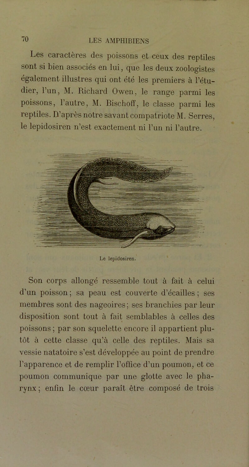 Les caractères des poissons et ceux des reptiles sont si bien associés en lui, que les deux zoologistes également illustres qui ont été les premiers à l’étu- dier, l’un, M. Richard Owen, le range parmi les poissons, l’autre, M. Bischoff, le classe parmi les reptiles. D’après notre savant compatriote M. Serres, le lepidosiren n’est exactement ni l’un ni l’autre. Le lepidosiren. Son corps allongé ressemble tout à fait à celui d’un poisson ; sa peau est couverte d’écailles ; ses membres sont des nageoires; ses branchies par leur disposition sont tout à fait semblables à celles des poissons ; par son squelette encore il appartient plu- tôt à cette classe qu’à celle des reptiles. Mais sa vessie natatoire s’est développée au point de prendre l’apparence et de remplir l’office d’un poumon, et ce poumon communique par une glotte avec le pha- rynx ; enfin le cœur paraît être composé de trois