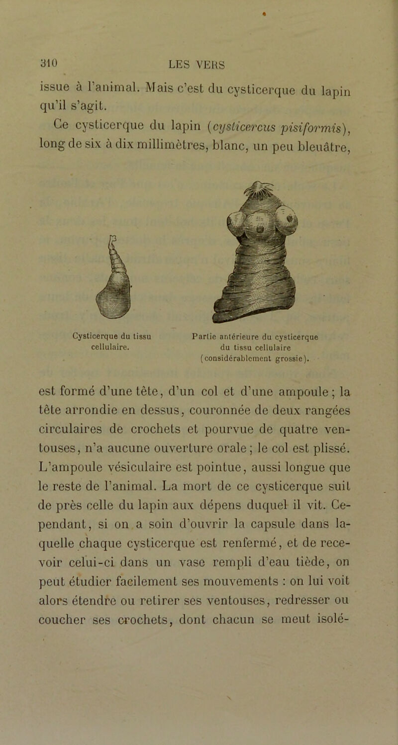 issue à 1 animal. Mais c’est du cysticerque du lapin qu’il s’agit. Ce cysticerque du lapin (cyslicercus pisiformis), long de six à dix millimètres, blanc, un peu bleuâtre, est formé d’une tête, d’un col et d’une ampoule; la tête arrondie en dessus, couronnée de deux rangées circulaires de crochets et pourvue de quatre ven- touses, n’a aucune ouverture orale; le col est plissé. L’ampoule vésiculaire est pointue, aussi longue que le reste de l’animal. La mort de ce cysticerque suit de près celle du lapin aux dépens duquel il vit. Ce- pendant, si on a soin d’ouvrir la capsule dans la- quelle chaque cysticerque est renfermé, et de rece- voir celui-ci dans un vase rempli d’eau tiède, on peut étudier facilement ses mouvements : on lui voit alors étendre ou retirer ses ventouses, redresser ou coucher ses crochets, dont chacun se meut isolé- Cysticerque du tissu cellulaire. Partie antérieure du cysticerque du tissu cellulaire (considérablement grossie).