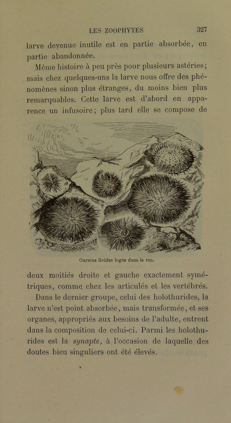 larve devenue inutile est en partie absorbée, en partie abandonnée. Même histoire à peu près pour plusieurs astéries; mais chez quelques-uns la larve nous offre des phé- nomènes sinon plus étranges, du moins bien plus remarquables. Cette larve est d’abord en appa- rence un infusoire; plus tard elle se compose de Oursins livides logés dans le roc. deux moitiés droite et gauche exactement symé- triques, comme chez les articulés et les vertébrés. Dans le dernier groupe, celui des holothurides, la larve n’est point absorbée, mais transformée, et ses organes, appropriés aux besoins de l’adulte, entrent dans la composition de celui-ci. Parmi les holothu- rides est la synapte, à l’occasion de laquelle des doutes bien singuliers ont été élevés.