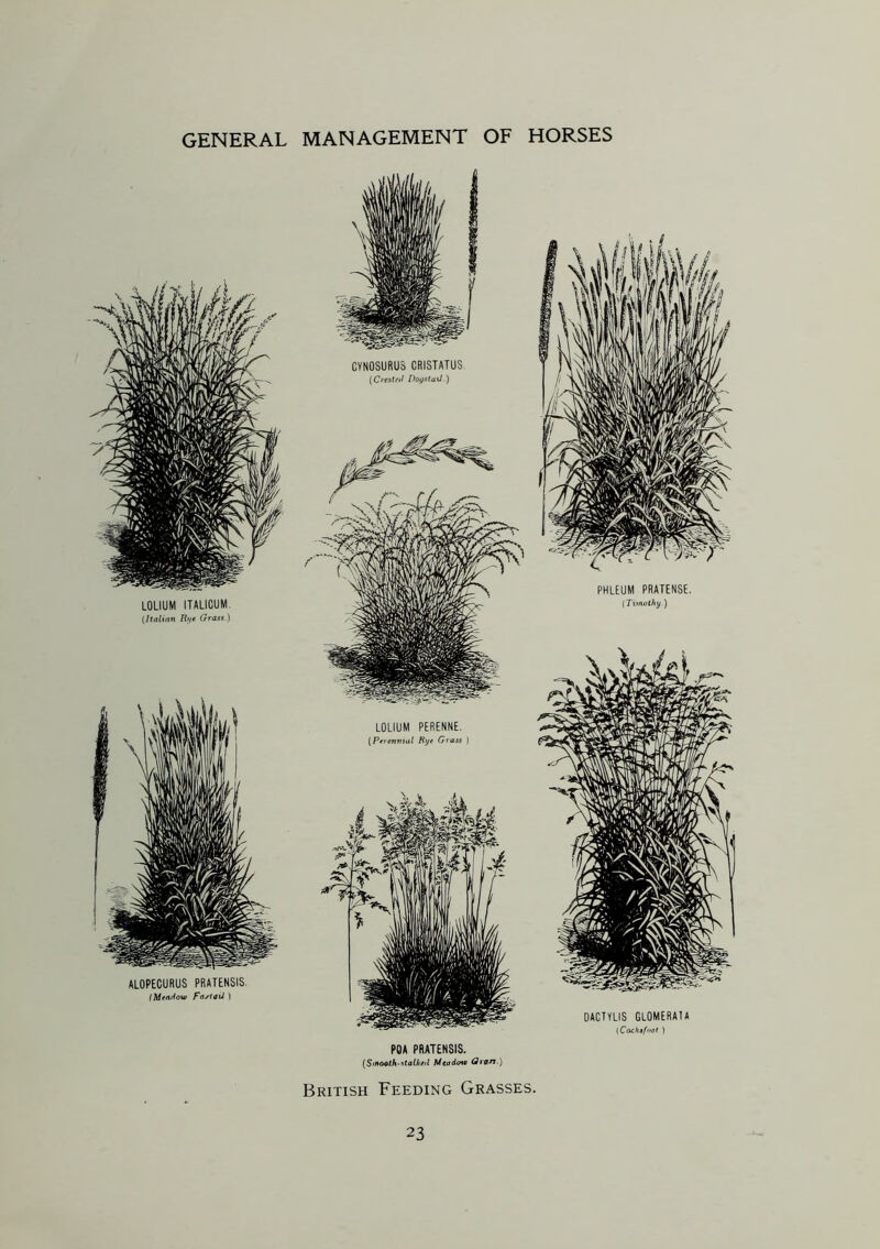 LOLIUM ITALICUM (Italian Rye Grass.) ALOPECURUS PRATENSIS. (Meadow Foxtail } CYNOSUfiUS CRISTATUS (Crested Dogstail.) LOLIUM PERENNE. (Perennial Rye Grass ) PHLEUM PRATEN8E. (Timothy.) PDA PRATENSIS. (Smooth-stalkeii Mcodote Graft.) DACTYLIS GL0MERA1A (Cocksfoot ) British Feeding Grasses.