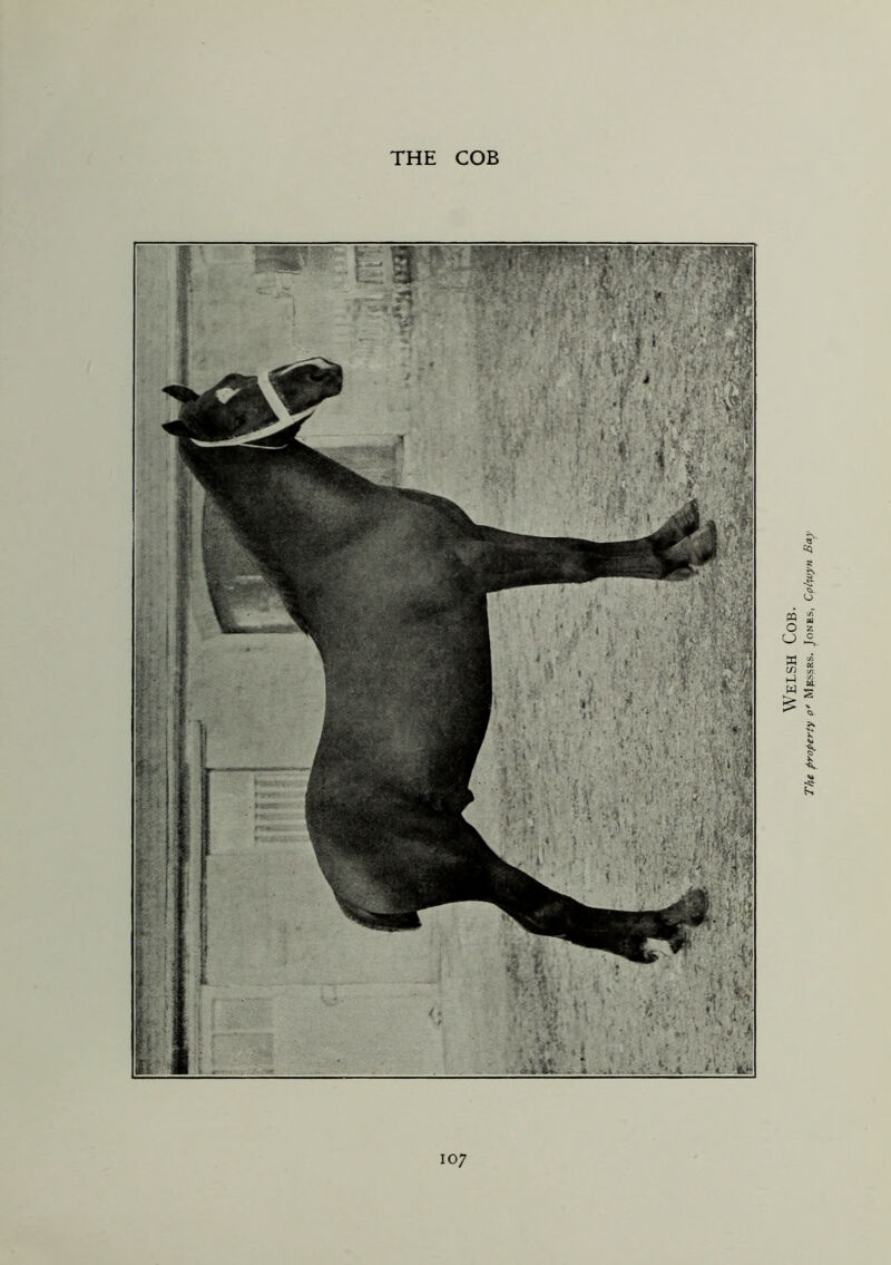 Welsh Cob. The property o* Messrs. Jones, Colwyn Bay