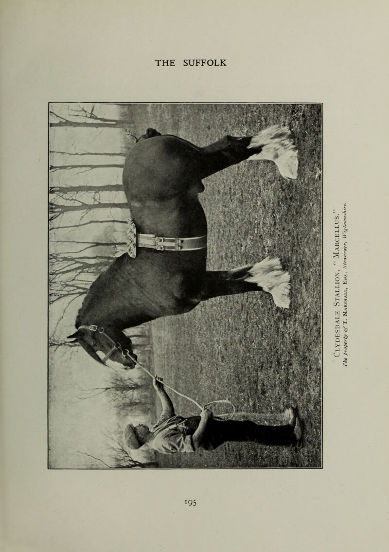 Clydesdale Stallion, “ Marcellus.” The property 0/ T. Marshall, Esq., Stranraer, Wigtownshire.