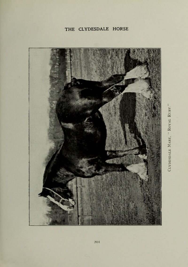 Clydesdale Mare, “ Royal Ruby.”