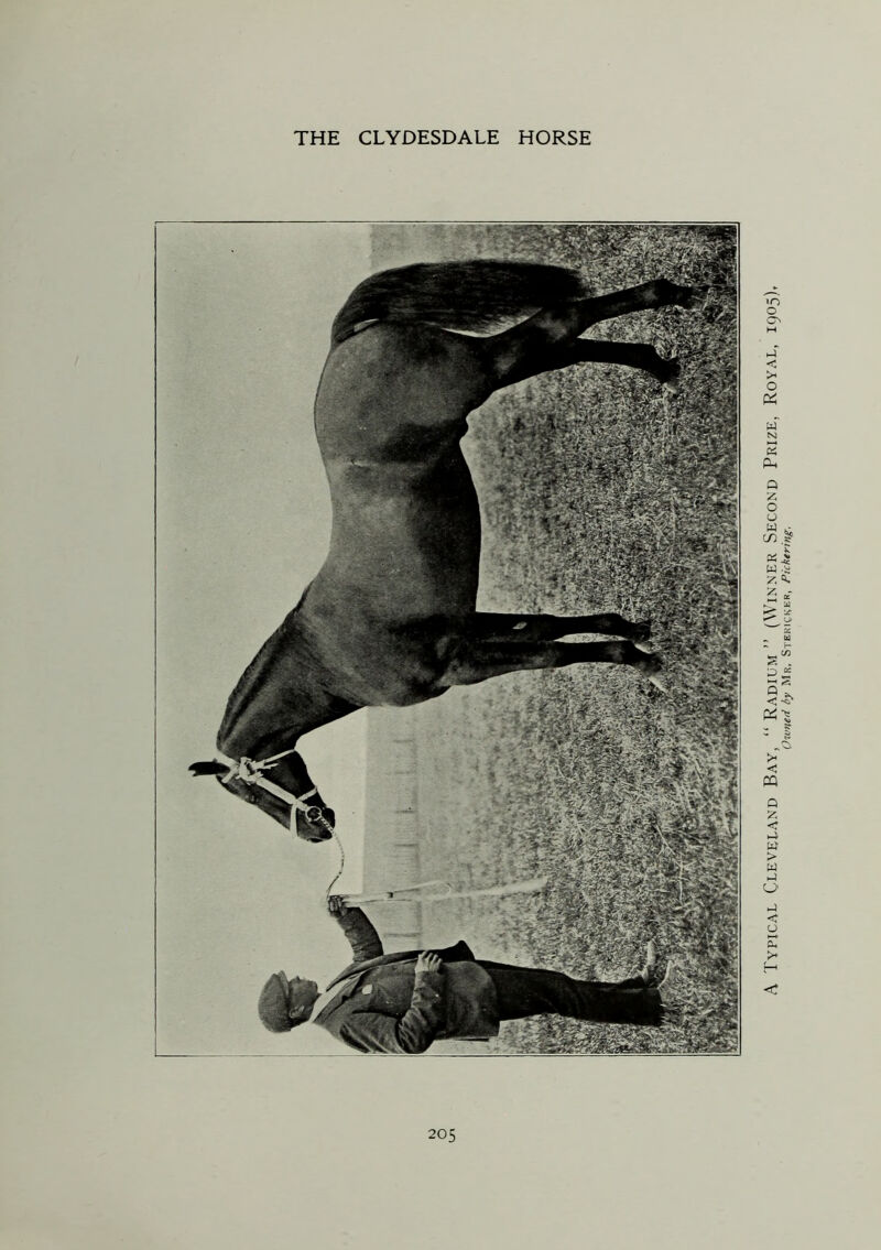 A Typical Cleveland Bay, “ Radium ” (Winner Second Prize, Royal, 1905), Owned by Mr, Stericker, Pickering.