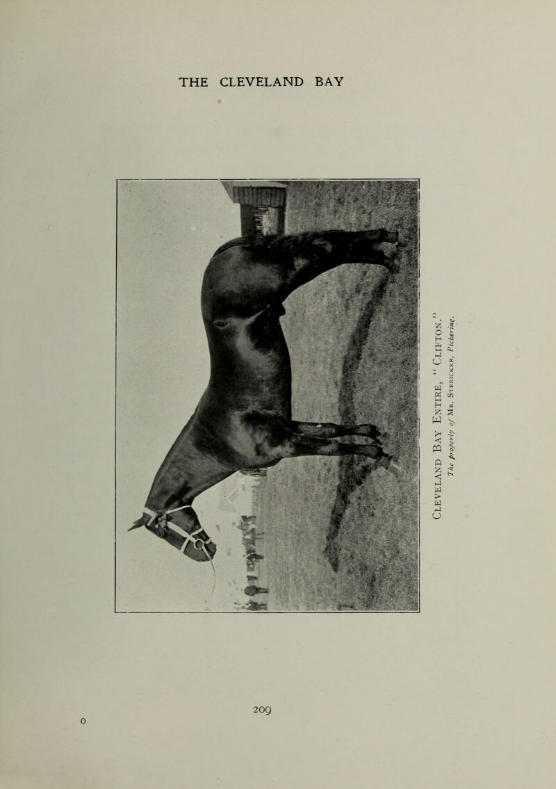 o Cleveland Bay Entire, “ Clifton.” The property ^/Mr. Stericker, Pickering.