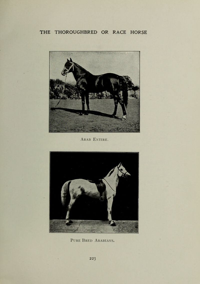 Arab Entire. Pure Bred Arabians.