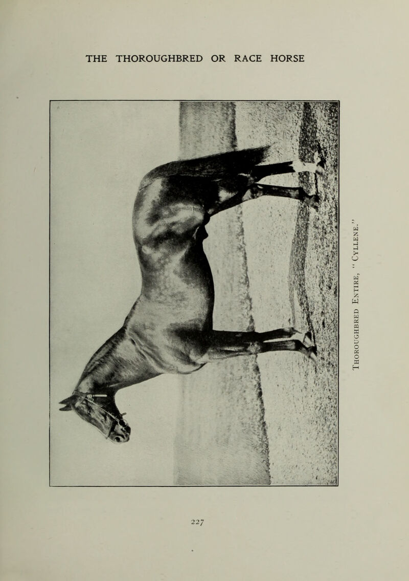 Thoroughbred Entire, “ Cyllene.”