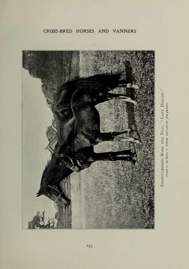 Thoroughbred Mare and Foal, “ Lady Disdain. Owned by the Earl of Crewe, and sold /or 3800 guineas.