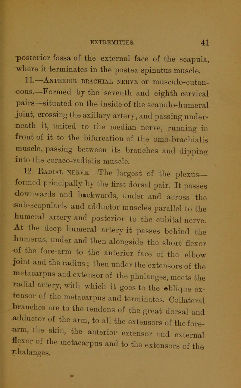 posterior fossa of the external face of the scapula, where it terminates in the postea spinatus muscle. 11- Anterior brachial nerve or musculo-cutan- eous. Formed by the seventh and eighth cervical pairs situated on the inside of the scapulo-humeral joint, crossing the axillary artery, and passing under- neath it, united to the median nerve, running in front of it to the bifurcation of the omo-bracliialis muscle, passing between its branches and dipping into the eoraco-radialis muscle. 12. Radial nerve.—The largest of the plexus— formed principally by the first dorsal pair. It passes downwards and backwards, under and across the sub-scapularis and adductor muscles parallel to the humeral artery and posterior to the cubital nerve. At the deep humeral artery it passes behind the humerus, under and then alongside the short flexor of the fore-arm to the anterior face of the elbow joint and the radius ; then under the extensors of the metacarpus and extensor of the phalanges, meets the radial artery, with which it goes to the eblique ex- tensor of the metacarpus and terminates. Collateral branches are to the tendons of the great dorsal and adductor of the arm, to all the extensors of the fore- arm, the skin, the anterior extensor and external flexor of the metacarpus and to the extensors of the phalanges.