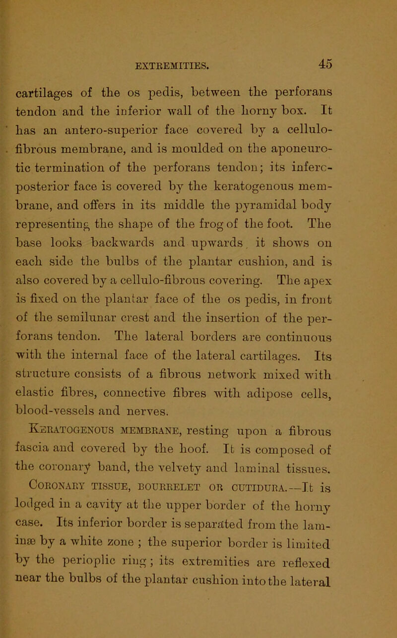 cartilages of the os pedis, between the perforans tendon and the inferior wall of the horny box. It has an antero-superior face covered by a cellulo- fibrous membrane, and is moulded on the aponeuro- tic termination of the perforans tendon; its inferc- posterior face is covered by the keratogenous mem- brane, and offers in its middle the pyramidal body representing the shape of the frog of the foot. The base looks backwards and upwards. it shows on each side the bulbs of the plantar cushion, and is also covered by a cellulo-fibrous covering. The apex is fixed on the plantar face of the os pedis, in front of the semilunar crest and the insertion of the per- forans tendon. The lateral borders are continuous with the internal face of the lateral cartilages. Its structure consists of a fibrous network mixed with elastic fibres, connective fibres with adipose cells, blood-vessels and nerves. Keratogenous membrane, resting upon a fibrous fascia and covered by the hoof. It is composed of the coronary band, the velvety and laminal tissues. Coronary tissue, bourrelet or cutidura.— It is lodged in a cavity at the upper border of the horny case. Its inferior border is separated from the 1am- ime by a white zone ; the superior border is limited by the perioplic ring ; its extremities are reflexed near the bulbs of the plantar cushion into the lateral