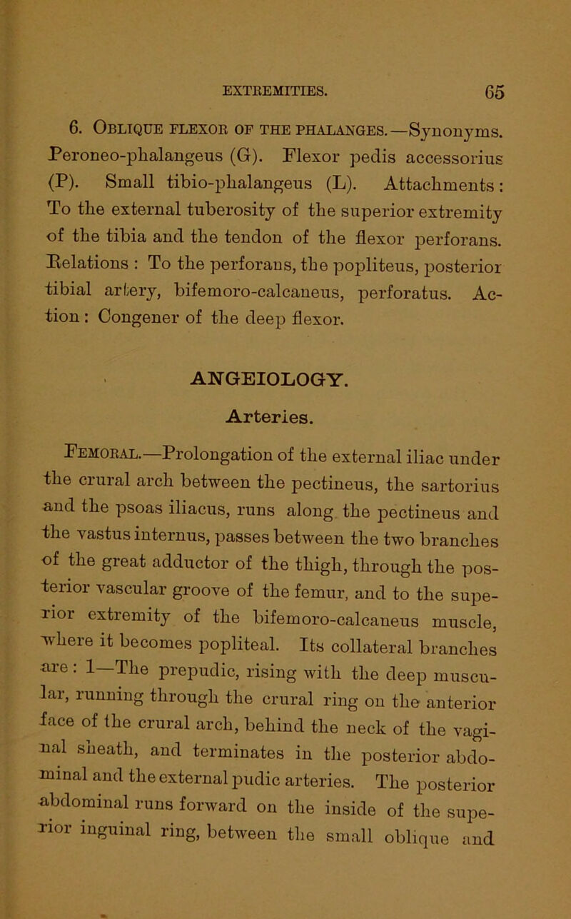 6. Oblique flexor of the phalanges.—Synonyms. Peroneo-phalangeus (G). Flexor pedis accessorius (P). Small tibio-plialangeus (L). Attachments: To the external tuberosity of the superior extremity of the tibia and the tendon of the flexor perforans. Relations : To the perforans, the popliteus, posterior tibial artery, bifemoro-calcaneus, perforatus. Ac- tion : Congener of the deep flexor. ANGEIOLOGY. Arteries. Femoral.—Prolongation of the external iliac under the crural arch between the pectineus, the sartorius and the psoas iliacus, runs along the pectineus and the vastus internus, passes between the two branches of the great adductor of the thigh, through the pos- terior vascular groove of the femur, and to the supe- lioi extremity of the bifemoro-calcaneus muscle, Avhere it becomes popliteal. Its collateral branches die . 1 The prepudic, rising with the deep muscu- lai, running through the crural ring on the anterior face of the crural arch, behind the neck of the vagi- nal sheath, and terminates in the posterior abdo- minal and the external pudic arteries. The posterior •abdominal runs forward on the inside of the supe- rior inguinal ring, between the small oblique and