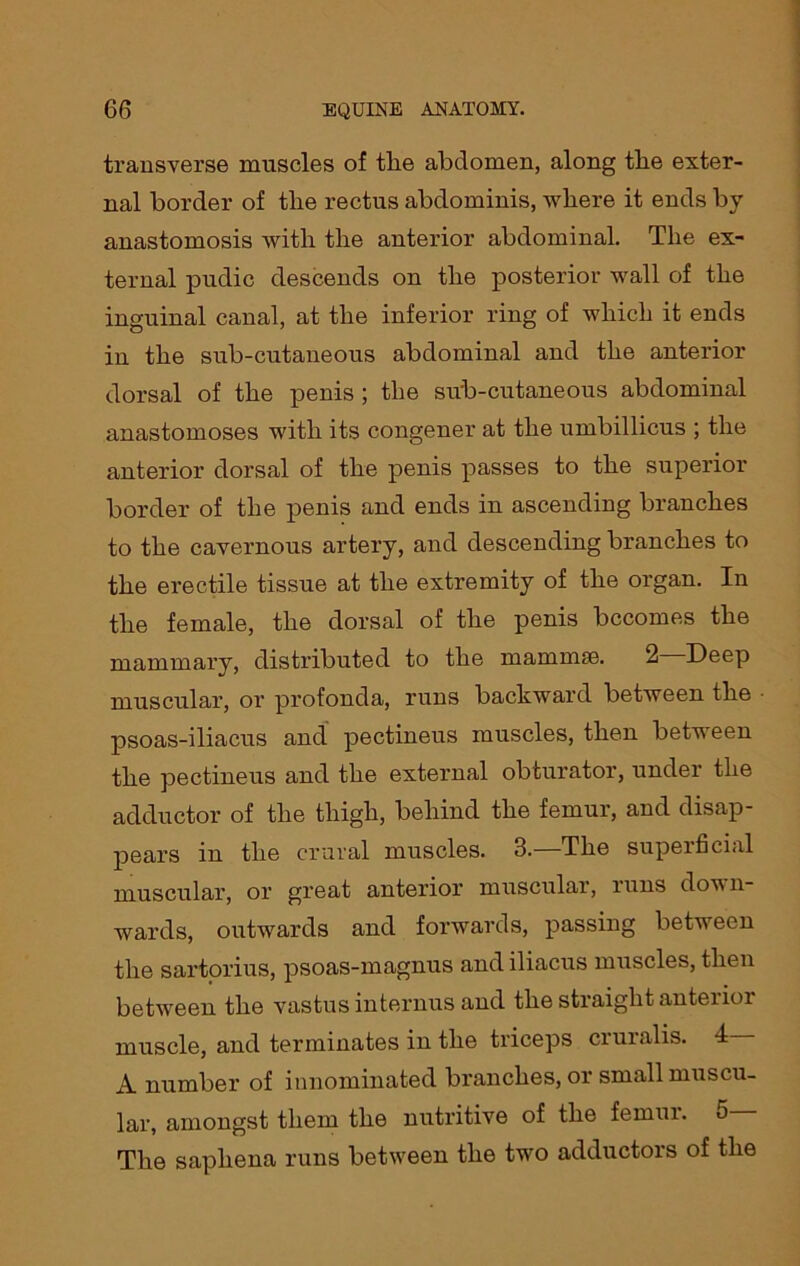 transverse muscles of tlie abdomen, along the exter- nal border of tlie rectus abdominis, where it ends by anastomosis with the anterior abdominal. The ex- ternal pudic descends on the posterior wall of the inguinal canal, at the inferior ring of which it ends in the sub-cutaneous abdominal and the anterior dorsal of the penis ; the sub-cutaneous abdominal anastomoses with its congener at the umbillicus ; the anterior dorsal of the penis passes to the superior border of the penis and ends in ascending branches to the cavernous artery, and descending branches to the erectile tissue at the extremity of the organ. In the female, the dorsal of the penis becomes the mammary, distributed to the mammae. 2 Deep muscular, or profonda, runs backward between the psoas-iliacus and pectineus muscles, then between the pectineus and the external obturator, under the adductor of the thigh, behind the femur, and disap- pears in the crural muscles. 3.—The superficial muscular, or great anterior muscular, urns down wards, outwards and forwards, passing between the sartorius, psoas-magnus and iliacus muscles, then between the vastus interims and the straight anterior muscle, and terminates in the triceps cruralis. 4 A number of innominated branches, or small muscu- lar, amongst them the nutritive of the femur, o The saphena runs between the two adductors of the