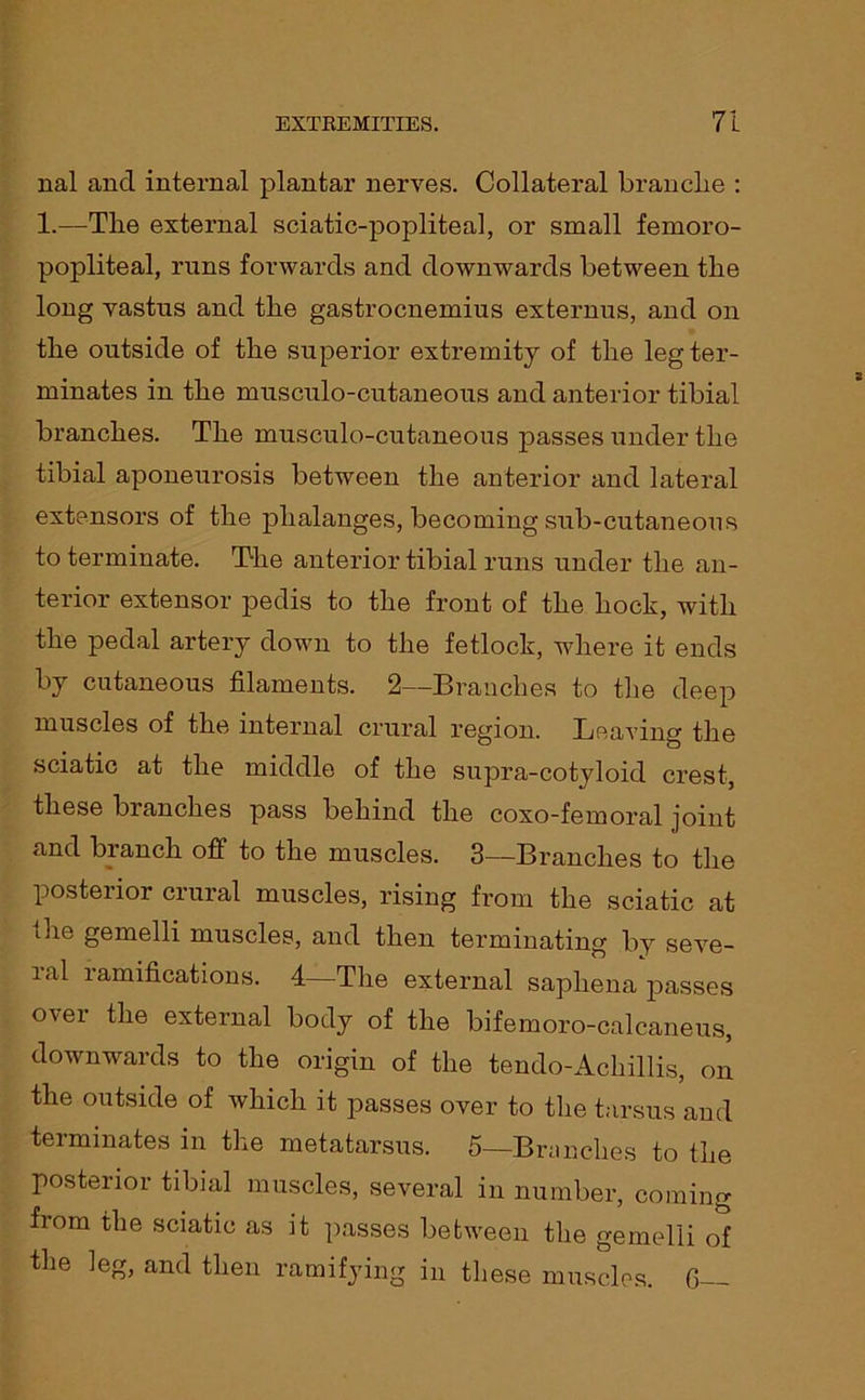 nal and internal plantar nerves. Collateral branclie : 1.—The external sciatic-popliteal, or small femoro- popliteal, runs forwards and downwards between the long vastus and the gastrocnemius externus, and on the outside of the superior extremity of the leg ter- minates in the musculo-cutaneous and anterior tibial branches. The musculo-cutaneous passes under the tibial aponeurosis between the anterior and lateral extensors of the phalanges, becoming sub-cutaneous to terminate. The anterior tibial runs under the an- terior extensor pedis to the front of the hock, with the pedal artery down to the fetlock, where it ends by cutaneous filaments. 2—Branches to the deep muscles of the internal crural region. Leaving the sciatic at the middle of the supra-cotyloid crest, these branches pass behind the coxo-femoral joint and branch off to the muscles. 3—Branches to the posterior crural muscles, rising from the sciatic at the gemelli muscles, and then terminating by seve- ral ramifications. 4—The external saphena passes o\ei the external body of the bifemoro-calcaneus, downwards to the origin of the tendo-Achillis, on the outside of which it passes over to the tarsus and terminates in the metatarsus. 5—Branches to the posterior tibial muscles, several in number, coming fiom the sciatic as it passes between the gemelli of the leg, and then ramifying in these muscles. G