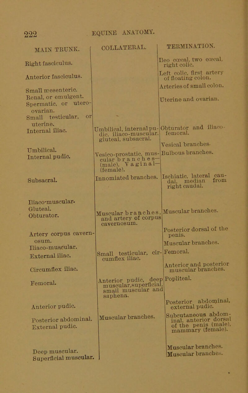 MAIN TRUNK. Right fasciculus. Anterior fasciculus. Small mesenteric. Renal, or emulgent. Spermatic, or utero- ovarian. Small testicular, or uterine. Internal iliac. Umbilical. Internal pudic. Subsaeral. Iliaco-muscular. Gluteal. Obturator. Artery corpus cavern- osum. Iliaco-muscular. External iliac. Circumflex iliac. Femoral. Anterior pudic. Posterior abdominal. External pudic. Deep muscular. Superficial muscular. COLLATERAL. Umbilical, internal pu- dic, iliaco-muscular. gluteal, subsaeral. Yesico-prostatic. mus- cular branches— (male). Vaginal— (female). Innomiated branches. Muscular branches, and artery of corpus cavernosum. Small testicular, cir- cumflex iliac. Anterior pudic, deep muscular.superflcial, small muscular and saphena. Muscular branches. TERMINATION. Ileo ccecal, two coecal, right colic. Left colic, first artery of floating colon. Arteries of small colon. Uterine and ovarian. Obturator and iliaeo- femoral. Vesical branches- Bulbous branches. Ischiatic, lateral cau- dal, median from right caudal. Muscular branches. Posterior dorsal of the penis. Muscular branches. Femoral. Anterior and posterior muscular branches. Popliteal. Posterior abdominal, external pudic. Subcutaneous abdom- inal. anterior dorsal of the penis (male), mammary (femalo). Muscular branches. Muscular branches.