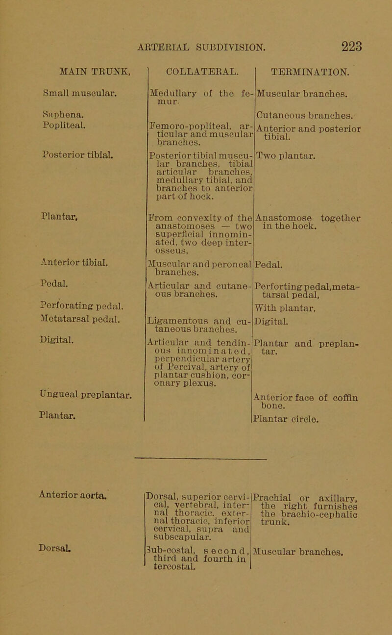 MAIN TRUNK. Small muscular. Saphena. Popliteal. Posterior tibial. Plantar, Anterior tibial. Pedal. Perforating pedal. Metatarsal pedal. Digital. Ungueal preplantar. Plantar. COLLATERAL. Medullary mur. of the fe- Femoro-popliteal, ar- ticular and muscular branches. Posterior tibial muscu- lar branches, tibial articular branches, medullary tibial, and branches to anterior part of hock. From convexity of the anastomoses — two superficial innomin- ated, two deep inter- osseus. Muscular and peroneal branches. Articular and cutane- ous branches. Ligamentous and cu- taneous branches. Articular and tendin- ous innominated, perpendicular artery of Percival, artery of plantar cushion, cor- onary plexus. TERMINATION. Muscular branches. Cutaneous branches. Anterior and posterior tibial. Two plantar. Anastomose together in the hock. Pedal. Perforting pedal.meta- tarsal pedal, With plantar, Digital. Plantar and preplan- tar. Anterior face of coffin bone. Plantar circle. Anterior aorta. Dorsal. Dorsal, superior cervi- cal, vertebral, inter- nal thoracic, exter- nal thoracic, inferior cervical, supra and subscapular. third and fourth in tercostal. Prachial or axillary, the right furnishes the brachio-cephalic trunk.