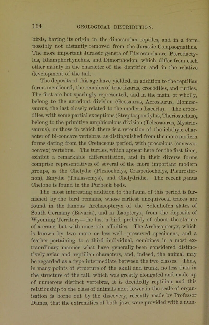 birds, having its origin in the dinosaurian reptiles, and in a form possibly not distantly removed from the Jurassic Compsognathus. The more important Jurassic genera of Pterosauria are Pterodacty- lus, Rhamphorhynchus, and Dimorphodon, which differ from each other mainly in the character of the dentition and in the relative development of the tail. The deposits of this age have yielded, in addition to the reptilian forms mentioned, the remains of true lizards, crocodiles, and turtles. The first are but sparingly represented, and in the main, or wholly, belong to the acrodont division (Geosaurus, Acrosaurus, Homoeo- saurus, the last closely related to the modern Lacerta). The croco- diles, with some partial exceptions (Streptospondylus, Theriosuclius)r belong to the primitive amphicoelous division (Teleosaurus, Mystrio- saurus), or those in which there is a retention of the ichthyic char- acter of bi-concave vertebras, as distinguished from the more modem forms dating from the Cretaceous period, with proccelous (concavo- convex) vertebra. The turtles, which appear here for the first time, exhibit a remarkable differentiation, and in their diverse forms comprise representatives of several of the more important modern groups, as the Chelydse (Plesiochelys, Craspedochelys, Pleuroster- non), Emydae (Thalassemys), and Chelydridse. The recent genus Chelone is found in the Purbeck beds. The most interesting addition to the fauna of this period is fur- nished by the bird remains, whose earliest unequivocal traces are found in the famous Archroopteryx of the Solenhofen slates of South Germany (Bavaria), and in Laopteryx, from the deposits of Wyoming Territory—the last a bird probably of about the stature of a crane, but with uncertain affinities. The Archaeopteryx, which is known by two more or less well - preserved specimens, and a feather pertaining to a third individual, combines in a most ex- traordinary manner what have generally been considered distinc- tively avian and reptilian characters, and, indeed, the animal may be regarded as a type intermediate between the two classes. Thus, in many points of structure of the skull and trunk, no less than in the structure of the tail, which was greatly elongated and made up of numerous distinct vertebrae, it is decidedly reptilian, and this relationship to the class of animals next lower in the scale of organ- isation is borne out by the discovery, recently made by Professor Dames, that the extremities of both jaws were provided with a num-