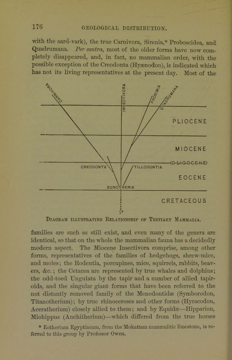 •with the aard-vark), the true Carnivora, Sirenia,* Proboscidea, and Quadrumana. Per contra, most of the older forms have now com- pletely disappeared, and, in fact, no mammalian order, with the possible exception of the Creodonta (Hyamodon), is indicated which has not its living representatives at the present day. Most of the CRETACEOUS O Diagram illustrating Relationship of Tertiary Mammalia. families are such as still exist, and even many of the genera are identical, so that on the whole the mammalian fauna has a decidedly modern aspect. The Miocene Insectivora comprise, among other forms, representatives of the families of hedgehogs, shrew-mice, and moles; the Rodentia, porcupines, mice, squirrels, rabbits, beav- ers, &c.; the Cetacea are represented by true whales and dolphins; the odd-toed Ungulata by the tapir and a number of allied tapir- oids, and the singular giant forms that have been referred to the not distantly removed family of the Menodontidse (Svmborodon, Titanotherium); by true rhinoceroses and other forms (Hyracodon, Aceratherium) closely allied to them; and by Equida:—Hipparion, Miohippus (Anchitherium)—which differed from the true horses * Eotherium Egyptiacum, from the Mokattam nummulitic limestone, is re- ferred to this group by Professor Owen.