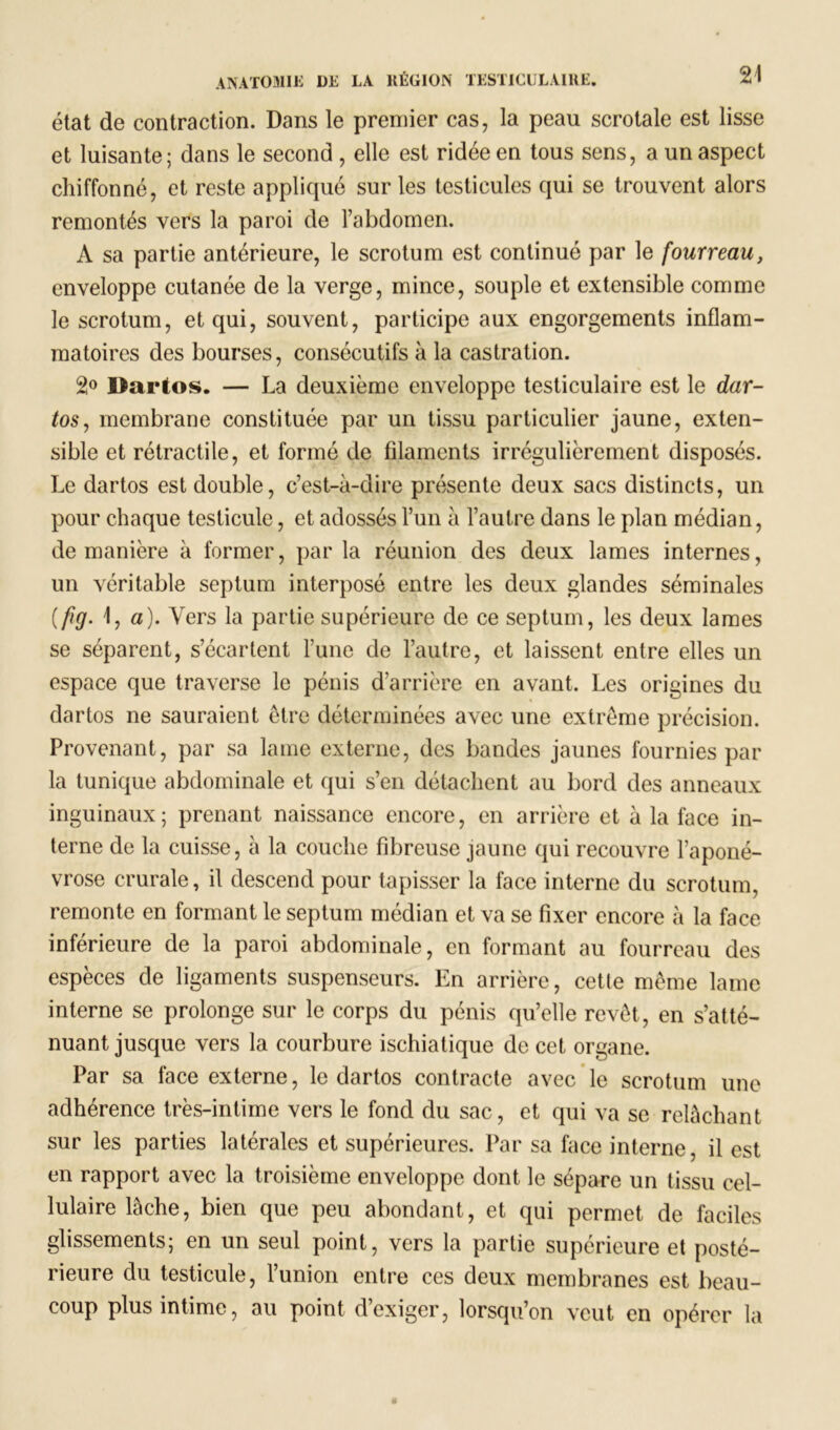 état de contraction. Dans le premier cas, la peau scrotale est lisse et luisante; dans le second , elle est ridée en tous sens, a un aspect chiffonné, et reste appliqué sur les testicules qui se trouvent alors remontés vers la paroi de l’abdomen. A sa partie antérieure, le scrotum est continué par le fourreau, enveloppe cutanée de la verge, mince, souple et extensible comme le scrotum, et qui, souvent, participe aux engorgements inflam- matoires des bourses, consécutifs à la castration. 2° I>artos. — La deuxième enveloppe testiculaire est le dar- tos, membrane constituée par un tissu particulier jaune, exten- sible et rétractile, et formé de filaments irrégulièrement disposés. Le dartos est double, c’est-à-dire présente deux sacs distincts, un pour chaque testicule, et adossés l’un à l’autre dans le plan médian, de manière à former, par la réunion des deux lames internes, un véritable septum interposé entre les deux glandes séminales ( fig. 1, a). Vers la partie supérieure de ce septum, les deux lames se séparent, s’écartent l une de l’autre, et laissent entre elles un espace que traverse le pénis d’arrière en avant. Les origines du dartos ne sauraient être déterminées avec une extrême précision. Provenant, par sa lame externe, des bandes jaunes fournies par la tunique abdominale et qui s’en détachent au bord des anneaux inguinaux; prenant naissance encore, en arrière et à la face in- terne de la cuisse, à la couche fibreuse jaune qui recouvre l’aponé- vrose crurale, il descend pour tapisser la face interne du scrotum, remonte en formant le septum médian et va se fixer encore à la face inferieure de la paroi abdominale, en formant au fourreau des espèces de ligaments suspenseurs. En arrière, cetle même lame interne se prolonge sur le corps du pénis qu’elle revêt, en s’atté- nuant jusque vers la courbure ischiatique de cet organe. Par sa face externe, le dartos contracte avec le scrotum une adhérence très-intime vers le fond du sac, et qui va se relâchant sur les parties latérales et supérieures. Par sa face interne, il est en rapport avec la troisième enveloppe dont le sépare un tissu cel- lulaire lâche, bien que peu abondant, et qui permet de faciles glissements; en un seul point, vers la partie supérieure et posté- rieure du testicule, l’union entre ces deux membranes est beau- coup plus intime, au point d’exiger, lorsqu’on veut en opérer la