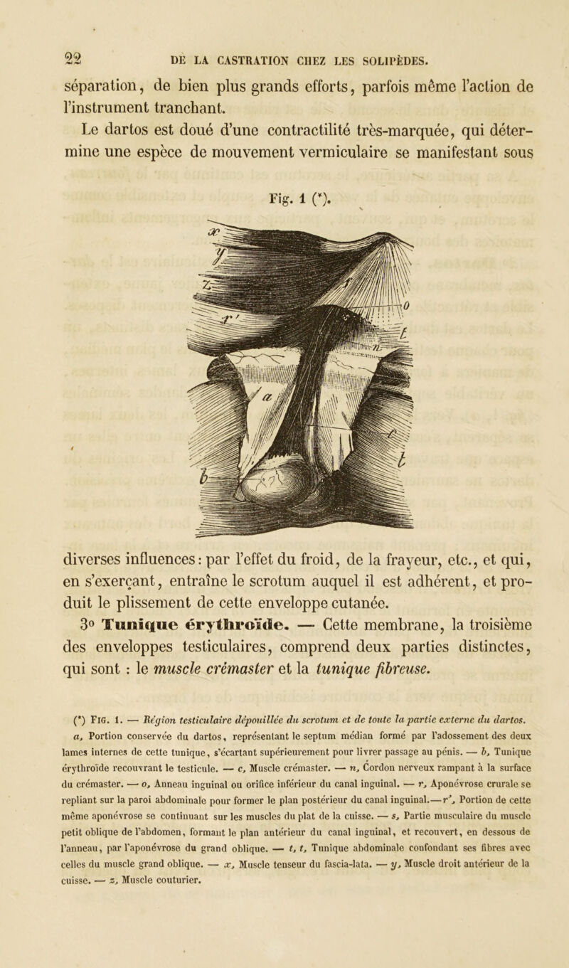 séparation, de bien plus grands efforts, parfois même l’action de l’instrument tranchant. Le clartos est doué d’une contractilité très-marquée, qui déter- mine une espèce de mouvement vermiculaire se manifestant sous Fig. i n. V diverses influences: par l’effet du froid, de la frayeur, etc., et qui, en s’exerçant, entraîne le scrotum auquel il est adhérent, et pro- duit le plissement de cette enveloppe cutanée. 3° Tunique érythroïcïe. — Cette membrane, la troisième des enveloppes testiculaires, comprend deux parties distinctes, qui sont : le muscle crémaster et la tunique fibreuse. (*) (*) FlG. 1. — Région testiculaire dépouillée du scrotum et de toute la partie externe du dartos. a. Portion conservée du dartos, représentant le septum médian formé par l’adossement des deux lames internes de celte tunique, s’écartant supérieurement pour livrer passage au pénis. — b, Tunique « érythroïde recouvrant le testicule. — c. Muscle crémaster. — n. Cordon nerveux rampant à la surface du crémaster. — o. Anneau inguinal ou orifice inférieur du canal inguinal. — r, Aponévrose crurale se repliant sur la paroi abdominale pour former le plan postérieur du canal inguinal.—r’. Portion de cette même aponévrose se continuant sur les muscles du plat de la cuisse. — s. Partie musculaire du muscle petit oblique de l’abdomen, formant le plan antérieur du canal inguinal, et recouvert, en dessous de l’anneau, par l’aponévrose du grand oblique. — t, t. Tunique abdominale confondant ses fibres avec celles du muscle grand oblique. — x. Muscle tenseur du fascia-lata. — y. Muscle droit antérieur de la cuisse. — z, Muscle couturier.