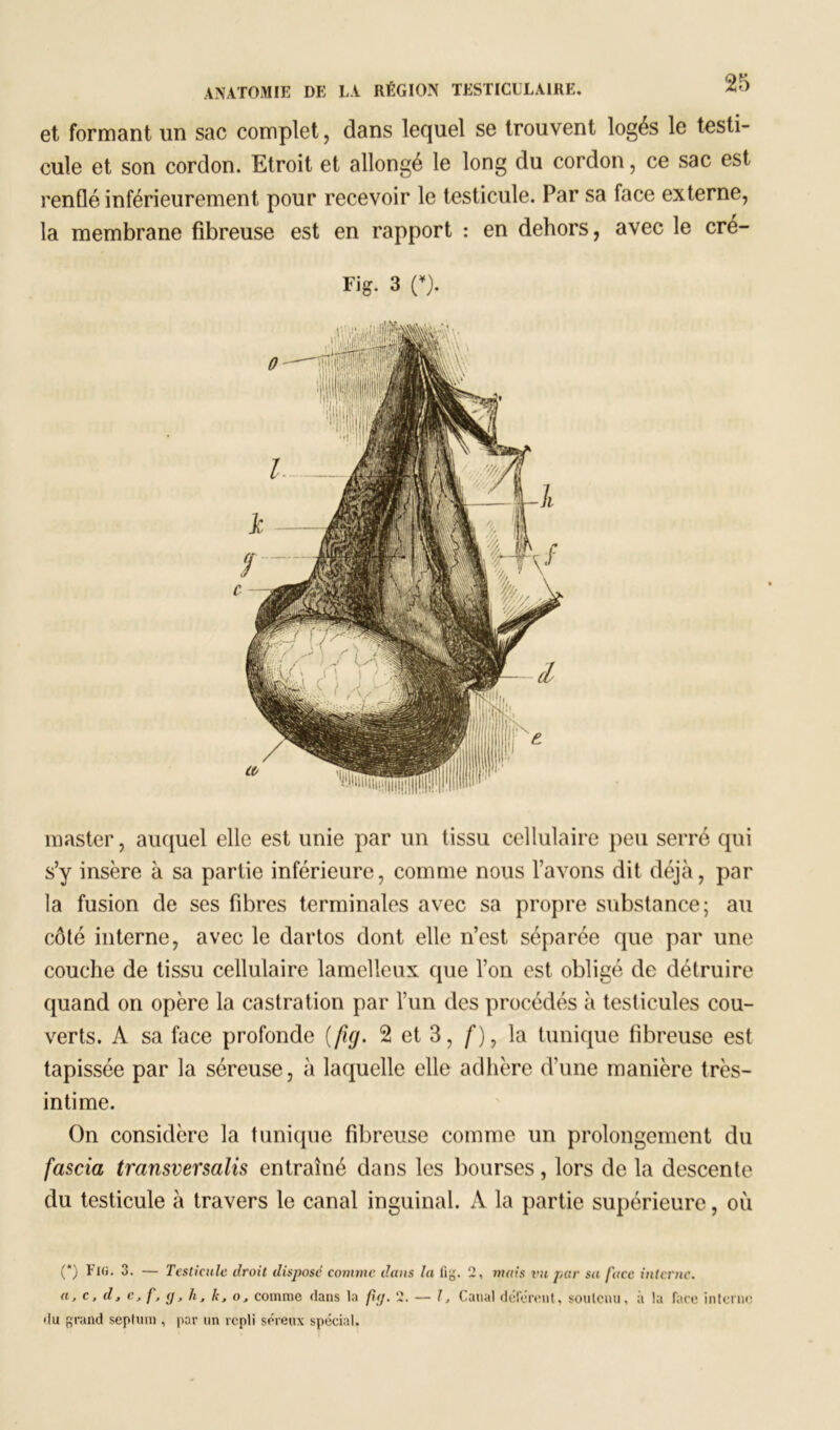 et formant un sac complet, dans lequel se trouvent logés le testi- cule et son cordon. Etroit et allongé le long du cordon, ce sac est renflé inférieurement pour recevoir le testicule. Par sa face externe, la membrane fibreuse est en rapport : en dehors, avec le cré- Fig. 3 o. master, auquel elle est unie par un tissu cellulaire peu serré qui s’y insère à sa partie inférieure, comme nous l’avons dit déjà, par la fusion de ses fibres terminales avec sa propre substance; au côté interne, avec le dartos dont elle n’est séparée que par une couche de tissu cellulaire lamelleux que l’on est obligé de détruire quand on opère la castration par l’un des procédés à testicules cou- verts. A sa face profonde {fig. 2 et 3, /■), la tunique fibreuse est tapissée par la séreuse, à laquelle elle adhère d’une manière très- intime. On considère la tunique fibreuse comme un prolongement du fascia transversalis entraîné dans les bourses, lors de la descente du testicule à travers le canal inguinal. A la partie supérieure, où (*) (*) l'Ki. 3. — Testicule droit dispose comme dans la fig. 2, mais vu par sa face interne. a, c, d, c, f, <j, h, h, oJ comme dans la ftçj. 2. — l, Canal défèrent, soutenu, à la face interne du grand septum , par un repli séreux spécial.