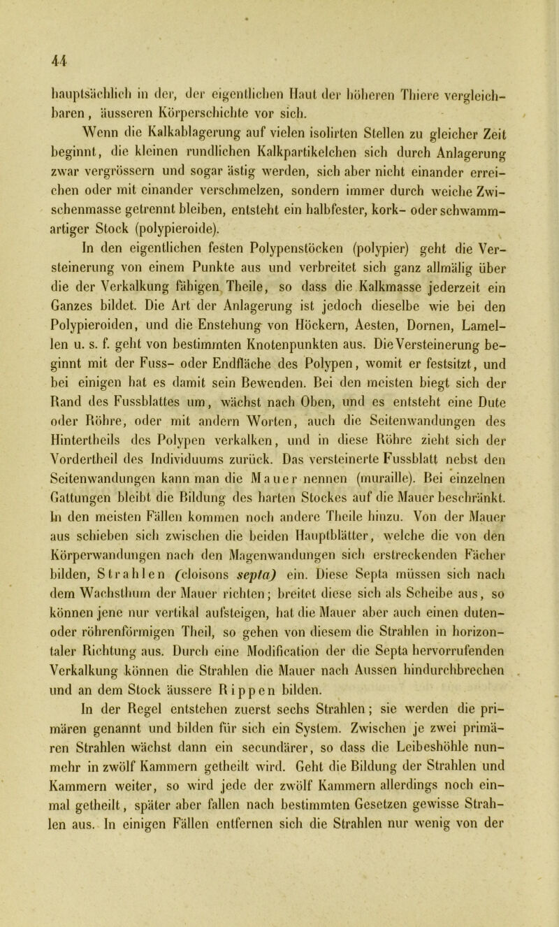 hauptsächlich in der, der eigentlichen Haut der höheren Thiere vergleich- baren , äusseren Körperschichte vor sich. Wenn die Kalkablagerung auf vielen isolirtcn Stellen zu gleicher Zeit beginnt, die kleinen rundlichen Kalkpartikelchen sich durch Anlagerung zwar vergrössern und sogar ästig werden, sich aber nicht einander errei- chen oder mit einander verschmelzen, sondern immer durch weiche Zwi- schenmasse getrennt bleiben, entsteht ein halbfester, kork- oder schwamm- artiger Stock (polypieroide). In den eigentlichen festen Polypenstöcken (polypier) geht die Ver- steinerung von einem Punkte aus und verbreitet sich ganz allmälig über die der Verkalkung fähigen Theile, so dass die Kalkmasse jederzeit ein Ganzes bildet. Die Art der Anlagerung ist jedoch dieselbe wie bei den Polypieroiden, und die Enstehung von Höckern, Aesten, Dornen, Lamel- len u. s. f. geht von bestimmten Knotenpunkten aus. Die Versteinerung be- ginnt mit der Fuss- oder Endfläche des Polypen, womit er festsitzt, und bei einigen hat es damit sein Bewenden. Bei den meisten biegt sich der Rand des Fussblattes um, wächst nach Oben, und es entsteht eine Dute oder Röhre, oder mit andern Worten, auch die Seitenwandungen des Hintertheils des Polypen verkalken, und in diese Röhre zieht sich der Vordertheil des Individuums zurück. Das versteinerte Fussblatt nebst den Seitenwandungen kann man die Mauer nennen (muraille). Bei einzelnen Gattungen bleibt die Bildung des harten Stockes auf die Mauer beschränkt, ln den meisten Fällen kommen noch andere Theile hinzu. Von der Mauer aus schieben sich zwischen die beiden Hauptblätter, welche die von den Körperwandungen nach den Magenwandungen sich erstreckenden Fächer bilden, Strahlen (cloisons septa) ein. Diese Septa müssen sich nach dem Wachsthum der Mauer richten; breitet diese sich als Scheibe aus, so können jene nur vertikal aufsteigen, hat die Mauer aber auch einen duten- oder röhrenförmigen Theil, so gehen von diesem die Strahlen in horizon- taler Richtung aus. Durch eine Modification der die Septa hervorrufenden Verkalkung können die Strahlen die Mauer nach Aussen hindurchbrechen und an dem Stock äussere Rippen bilden. In der Regel entstehen zuerst sechs Strahlen; sie werden die pri- mären genannt und bilden für sich ein System. Zwischen je zwei primä- ren Strahlen wächst dann ein secundärer, so dass die Leibeshöhle nun- mehr in zwölf Kammern getheilt wird. Geht die Bildung der Strahlen und Kammern weiter, so wird jede der zwölf Kammern allerdings noch ein- mal gelheilt, später aber fallen nach bestimmten Gesetzen gewisse Strah- len aus. In einigen Fällen entfernen sich die Strahlen nur wenig von der