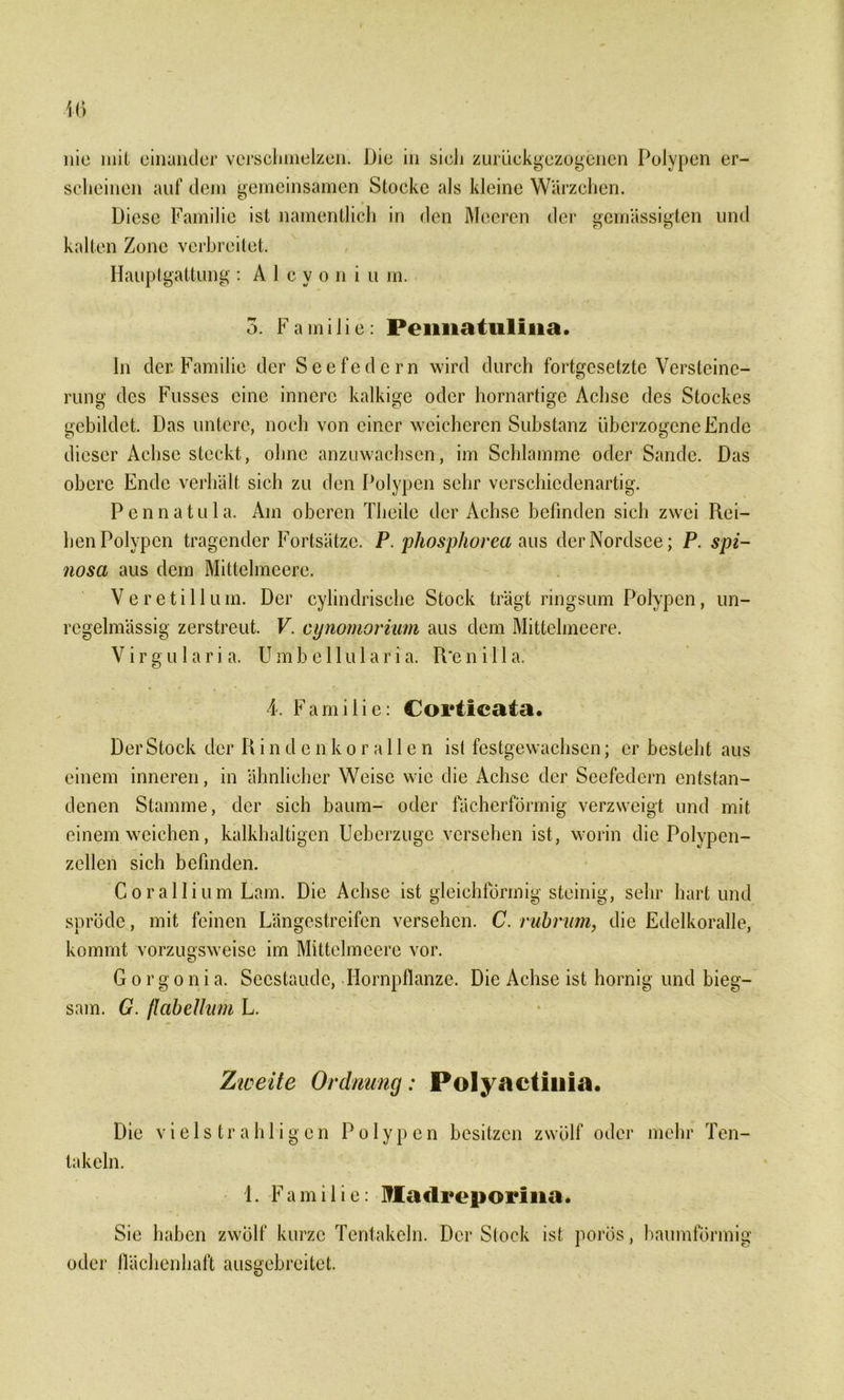nie mit einander verschmelzen. Die in sich zurückgezogenen Polypen er- scheinen auf dem gemeinsamen Stocke als kleine Wärzchen. Diese Familie ist namentlich in den Meeren der gemässigten und kalten Zone verbreitet. Hauptgattung : A 1 c y o n i u m. 3. F a m i 1 i e: Peimatulina. In der Familie der Seefedern wird durch fortgesetzte Versteine- rung des Fusscs eine innere kalkige oder hornartige Achse des Stockes gebildet. Das untere, noch von einer weicheren Substanz überzogene Ende dieser Achse steckt, ohne anzuwachsen, im Schlamme oder Sande. Das obere Ende verhält sich zu den Polypen sehr verschiedenartig. Pennatula. Am oberen Tlieile der Achse befinden sich zwei Rei- hen Polypen tragender Fortsätze. P. phosphorea aus der Nordsee; P. spi- nosa aus dem Mittelmeere. Ve re tili um. Der cylindrische Stock trägt ringsum Polypen, un- regelmässig zerstreut. V. cynomorium aus dem Mittelmeere. V i r g u 1 a r i a. U m b e 11 u 1 a r i a. R‘e n i 11 a. 4. Familie: Corticata. Der Stock der Rinden korallen ist festgewachsen; er besteht aus einem inneren, in ähnlicher Weise wie die Achse der Seefedern entstan- denen Stamme, der sich bäum- oder fächerförmig verzweigt und mit einem weichen, kalkhaltigen Ueberzuge versehen ist, worin die Polypen- zellcn sich befinden. Corailium Lam. Die Achse ist gleichförmig steinig, sehr hart und spröde, mit feinen Längestreifen versehen. C. rubrum, die Edelkoralle, kommt vorzugsweise im Mittelmeere vor. G o r g o n i a. Secstaudc, Hornpflanze. Die Achse ist hornig und bieg- sam. G. flabellum L. Zweite Ordnung: Polyactiuia. Die vielstrahligcn Polypen besitzen zwölf oder mehr Ten- takeln. 1. Familie: Maclreporliia. Sie haben zwölf kurze Tentakeln. Der Stock ist porös, baumförmig oder flächenhaft ausgebreitet.