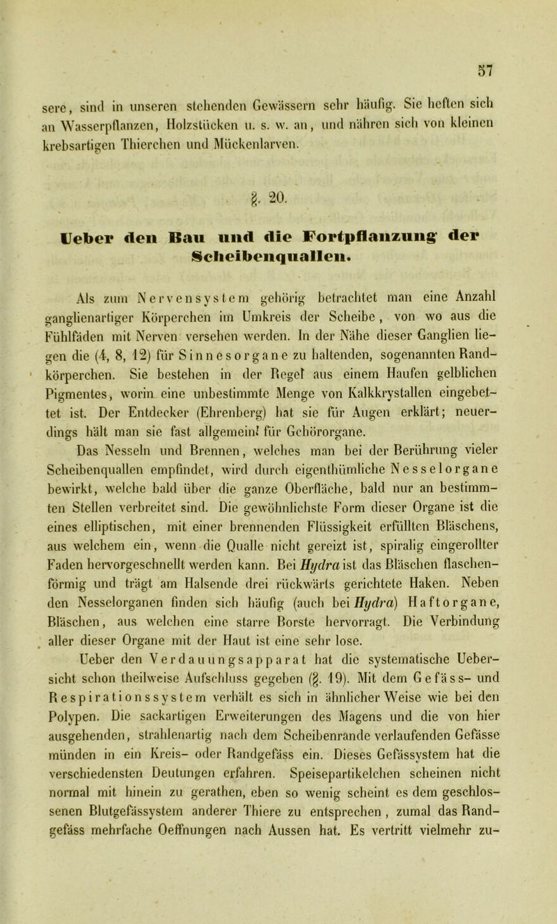 sere, sind in unseren stehenden Gewässern sehr häufig. Sie heften sich an Wasserpflanzen, Holzstücken u. s. w. an, und nähren sich von kleinen krebsartigen Thierchen und Mückenlarven. ‘ 8. 20. lieber den Bau und die Fortpflanzung' der Sclieibenquallen. Als zum Nervensystem gehörig betrachtet man eine Anzahl ganglienartiger Körperchen im Umkreis der Scheibe , von wo aus die Fühlfäden mit Nerven versehen werden. In der Nähe dieser Ganglien lie- gen die (1, 8, 12) für Sinnesorgane zu haltenden, sogenannten Rand- ' körperchen. Sie bestehen in der Regel aus einem Haufen gelblichen Pigmentes, worin eine unbestimmte Menge von Kalkkrystallen eingebet- tet ist. Der Entdecker (Ehrenberg) hat sie für Augen erklärt; neuer- dings hält man sie fast allgemein! für Gehörorgane. Das Nesseln und Brennen, welches man bei der Berührung vieler Scheibenquallen empfindet, wird durch eigenthümliche Nesselorgane bewirkt, welche bald über die ganze Oberfläche, bald nur an bestimm- ten Stellen verbreitet sind. Die gewöhnlichste Form dieser Organe ist die eines elliptischen, mit einer brennenden Flüssigkeit erfüllten Bläschens, aus welchem ein, wenn die Qualle nicht gereizt ist, spiralig eingerollter Faden hervorgeschnellt werden kann. Bei Hydra ist das Bläschen flaschen- förmig und trägt am Halsende drei rückwärts gerichtete Haken. Neben den Nesselorganen finden sich häufig (auch bei Hydra) Haftorgane, Bläschen, aus welchen eine starre Borste hervorragt. Die Verbindung aller dieser Organe mit der Haut ist eine sehr lose. Ueber den Verdauungsapparat hat die systematische Ueber- sicht schon theilweise Aufschluss gegeben (§. 19). Mit dem Gefäss- und Respirationssystem verhält es sich in ähnlicherWeise wie bei den Polypen. Die sackartigen Erweiterungen des Magens und die von hier ausgehenden, strahlenartig nachdem Scheibenrande verlaufenden Gefässe münden in ein Kreis- oder Randgefäss ein. Dieses Gefässvstem hat die verschiedensten Deutungen erfahren. Speisepartikelchen scheinen nicht normal mit hinein zu gerathen, eben so wenig scheint es dem geschlos- senen Blutgefässystern anderer Thiere zu entsprechen , zumal das Rand- gefäss mehrfache Oeffnungen nach Aussen hat. Es vertritt vielmehr zu-