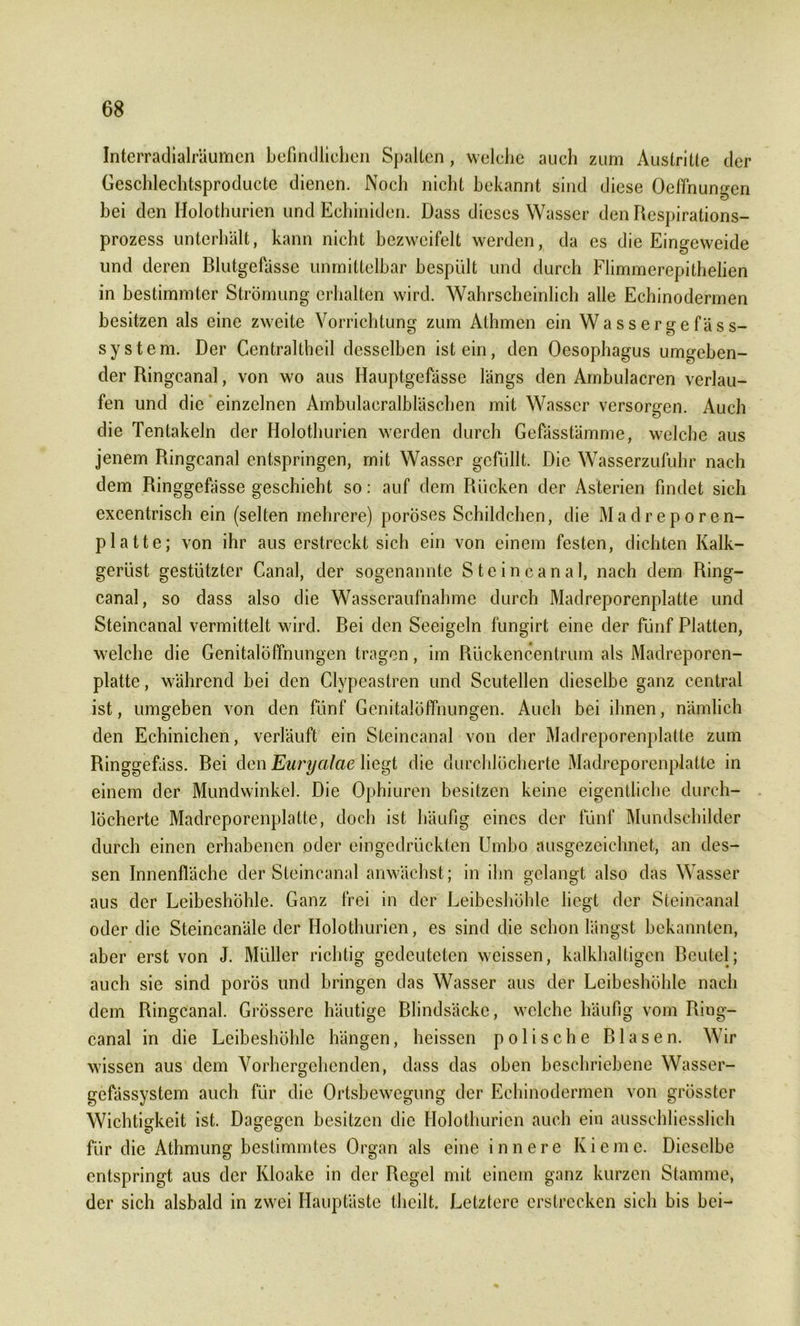 Interradialräumcn befindlichen Spalten, welche auch zum Austritte der Geschlechtsproducte dienen. Noch nicht bekannt sind diese Oeffnungen bei den Holothurien und Echiniden. Dass dieses Wasser den Respirations- prozess unterhält, kann nicht bezweifelt werden, da es die Eingeweide und deren Blutgefässe unmittelbar bespült und durch Flimmerepithelien in bestimmter Strömung erhalten wird. Wahrscheinlich alle Echinodermen besitzen als eine zweite Vorrichtung zum Athmen ein W a s s e r g e fä s s- system. Der Centraltheil desselben ist ein, den Oesophagus umgeben- der Ringcanal, von wo aus Hauptgefässe längs den Ambulacren verlau- fen und die einzelnen Ambulacralbläschen mit Wasser versorgen. Auch die Tentakeln der Holothurien werden durch Gefässtämme, welche aus jenem Ringcanal entspringen, mit Wasser gefüllt. Die Wasserzufuhr nach dem Ringgefässe geschieht so: auf dem Rücken der Asterien findet sich excentrisch ein (selten mehrere) poröses Schildchen, die Madreporen- platte; von ihr aus erstreckt sich ein von einem festen, dichten Kalk- gerüst gestützter Canal, der sogenannte Steincanal, nach dem Ring- canal, so dass also die Wasseraufnahme durch Madreporenplatte und Steincanal vermittelt wird. Bei den Seeigeln fungirt eine der fünf Platten, welche die Genitalöffnungen tragen, im Rückencentrum als Madreporen- platte , während bei den Clypeastren und Scutellen dieselbe ganz central ist, umgeben von den fünf Genitalöffnungen. Auch bei ihnen, nämlich den Echinichen, verläuft ein Steincanal von der Madreporenplatte zum Ringgefäss. Bei den Euryalae liegt die durchlöcherte Madreporenplatte in einem der Mundwinkel. Die Ophiuren besitzen keine eigentliche durch- löcherte Madreporenplatte, doch ist häufig eines der fünf Mundschilder durch einen erhabenen oder eingedrückten Umbo ausgezeichnet, an des- sen Innenfläche der Steincanal anwächst; in ihn gelangt also das Wasser aus der Leibeshöhle. Ganz frei in der Leibeshöhle liegt der Steincanal oder die Steincanäle der Holothurien, es sind die schon längst bekannten, aber erst von J. Müller richtig gedeuteten weissen, kalkhaltigen Beutel; auch sie sind porös und bringen das Wasser aus der Leibeshöhle nach dem Ringcanal. Grössere häutige Blindsäcke, welche häufig vom Ring- canal in die Leibeshöhle hängen, heissen polische Blasen. Wir wissen aus dem Vorhergehenden, dass das oben beschriebene Wasser- gefässystem auch für die Ortsbewegung der Echinodermen von grösster Wichtigkeit ist. Dagegen besitzen die Holothurien auch ein ausschliesslich für die Athmung bestimmtes Organ als eine innere Kieme. Dieselbe entspringt aus der Kloake in der Regel mit einem ganz kurzen Stamme, der sich alsbald in zwei Hauptäste theilt. Letztere erstrecken sich bis bei-