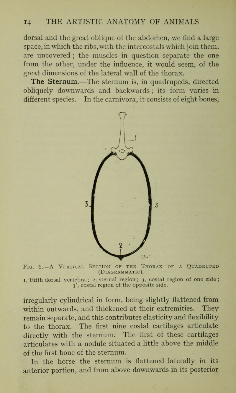 dorsal and the great oblique of the abdomen, we find a large space, in which the ribs, with the intercostals which join them, are uncovered ; the muscles in question separate the one from the other, under the influence, it would seem, of the great dimensions of the lateral wall of the thorax. The Sternum.—The sternum is, in quadrupeds, directed obliquely downwards and backwards ; its form varies in different species. In the carnivora, it consists of eight bones, Fig. 6.—A Vertical Section of the Thorax of a Quadruped (Diagrammatic). i, Fifth dorsal vertebra; 2, sternal region; 3, costal region of one side; 3', costal region of the opposite side. irregularly cylindrical in form, being slightly flattened from within outwards, and thickened at their extremities. They remain separate, and this contributes elasticity and flexibility to the thorax. The first nine costal cartilages articulate directly with the sternum. The first of these cartilages articulates with a nodule situated a little above the middle of the first bone of the sternum. In the horse the sternum is flattened laterally in its anterior portion, and from above downwards in its posterior