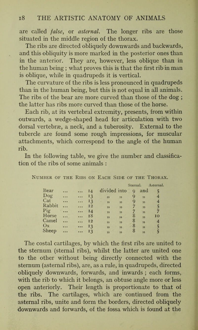 are called false, or asternal. The longer ribs are those situated in the middle region of the thorax. The ribs are directed obliquely downwards and backwards, and this obliquity is more marked in the posterior ones than in the anterior. They are, however, less oblique than in the human being ; what proves this is that the first rib in man is oblique, while in quadrupeds it is vertical. The curvature of the ribs is less pronounced in quadrupeds than in the human being, but this is not equal in all animals. The ribs of the bear are more curved than those of the dog ; the latter has ribs more curved than those of the horse. Each rib, at its vertebral extremity, presents, from within outwards, a wedge-shaped head for articulation with two dorsal vertebrae, a neck, and a tuberosity. External to the tubercle are found some rough impressions, for muscular attachments, which correspond to the angle of the human rib. In the following table, we give the number and classifica- tion of the ribs of some animals : Number of the Ribs on Each Side of the Thorax. Sternal. Asternal. Bear ... 14 divided into 9 and 5 Dog ... 13 » 55 9 55 4 Cat ... 13 55 55 9 55 4 Rabbit ... ... 12 55 55 7 55 5 Pig ... 14 55 55 7 55 7 Horse ... 18 5) 55 8 55 10 Camel ... 12 55 55 8 55 4 Ox ... 13 55 55 8 55 5 Sheep ... 13 55 55 8 55 5 The costal cartilages, by which the first ribs are united to the sternum (sternal ribs), whilst the latter are united one to the other without being directly connected with the sternum (asternal ribs), are, as a rule, in quadrupeds, directed obliquely downwards, forwards, and inwards ; each forms, with the rib to which it belongs, an obtuse angle more or less open anteriorly. Their length is proportionate to that of the ribs. The cartilages, which are continued from the asternal ribs, unite and form the borders, directed obliquely downwards and forwards, of the fossa which is found at the