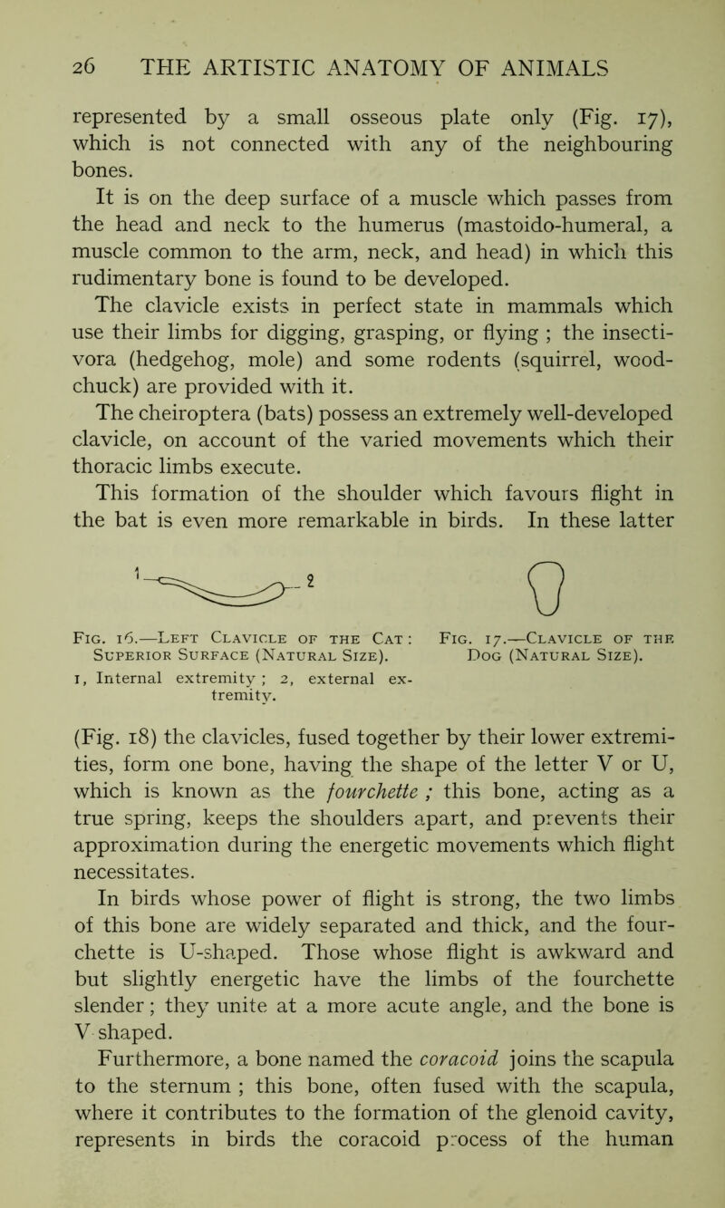 represented by a small osseous plate only (Fig. 17), which is not connected with any of the neighbouring bones. It is on the deep surface of a muscle which passes from the head and neck to the humerus (mastoido-humeral, a muscle common to the arm, neck, and head) in which this rudimentary bone is found to be developed. The clavicle exists in perfect state in mammals which use their limbs for digging, grasping, or flying ; the insecti- vora (hedgehog, mole) and some rodents (squirrel, wood- chuck) are provided with it. The cheiroptera (bats) possess an extremely well-developed clavicle, on account of the varied movements which their thoracic limbs execute. This formation of the shoulder which favours flight in the bat is even more remarkable in birds. In these latter Fig. 16.—Left Clavicle of the Cat: Fig. 17.—Clavicle of the Superior Surface (Natural Size). Dog (Natural Size). 1, Internal extremity; 2, external ex- tremity. (Fig. 18) the clavicles, fused together by their lower extremi- ties, form one bone, having the shape of the letter V or U, which is known as the fourchette ; this bone, acting as a true spring, keeps the shoulders apart, and prevents their approximation during the energetic movements which flight necessitates. In birds whose power of flight is strong, the two limbs of this bone are widely separated and thick, and the four- chette is U-shaped. Those whose flight is awkward and but slightly energetic have the limbs of the fourchette slender ; they unite at a more acute angle, and the bone is V shaped. Furthermore, a bone named the coracoid joins the scapula to the sternum ; this bone, often fused with the scapula, where it contributes to the formation of the glenoid cavity, represents in birds the coracoid process of the human